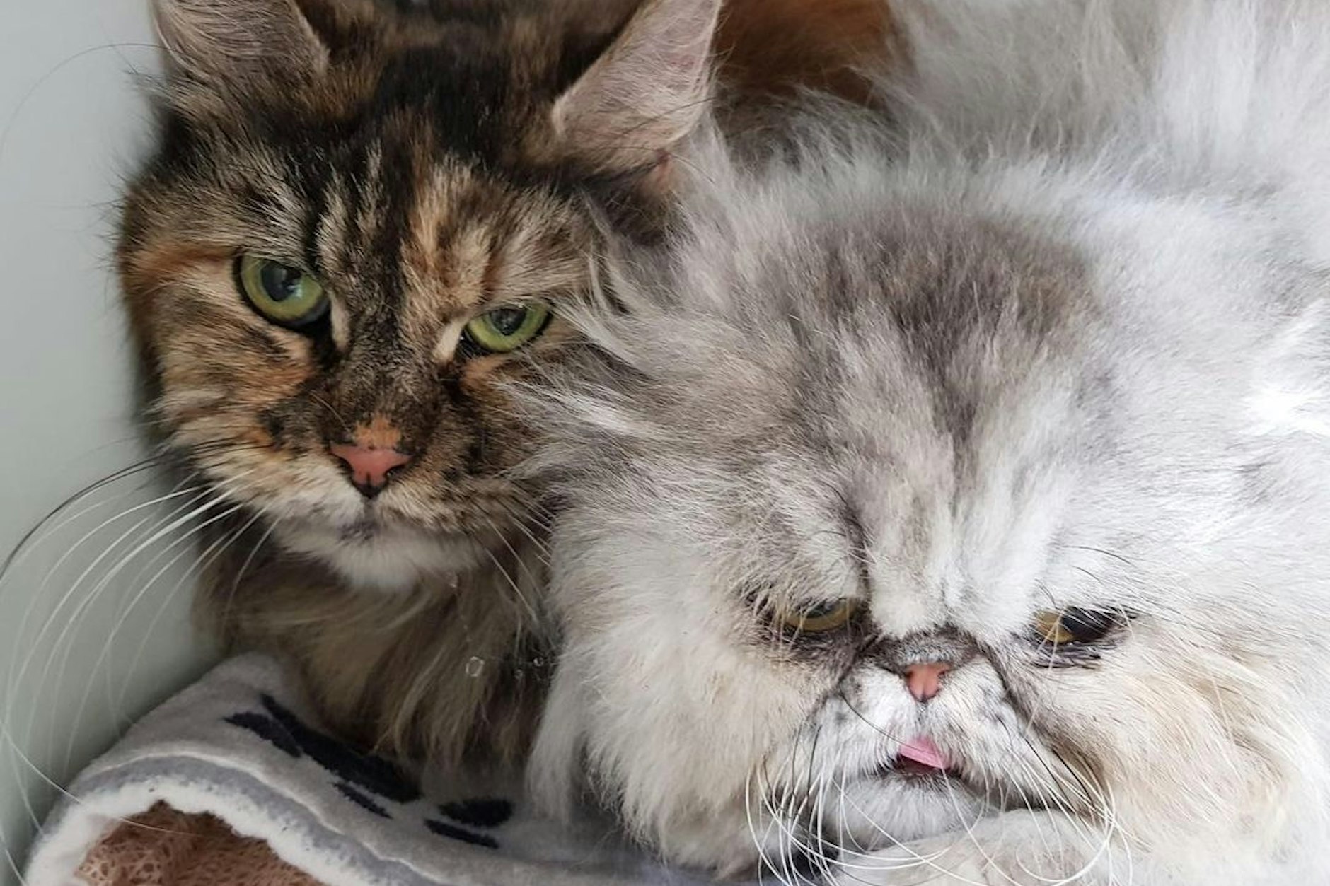 Sheba und Wilma landeten im Tierheim, als sie von der Feuerwehr aus einer Messie-Wohnung befreit wurde.