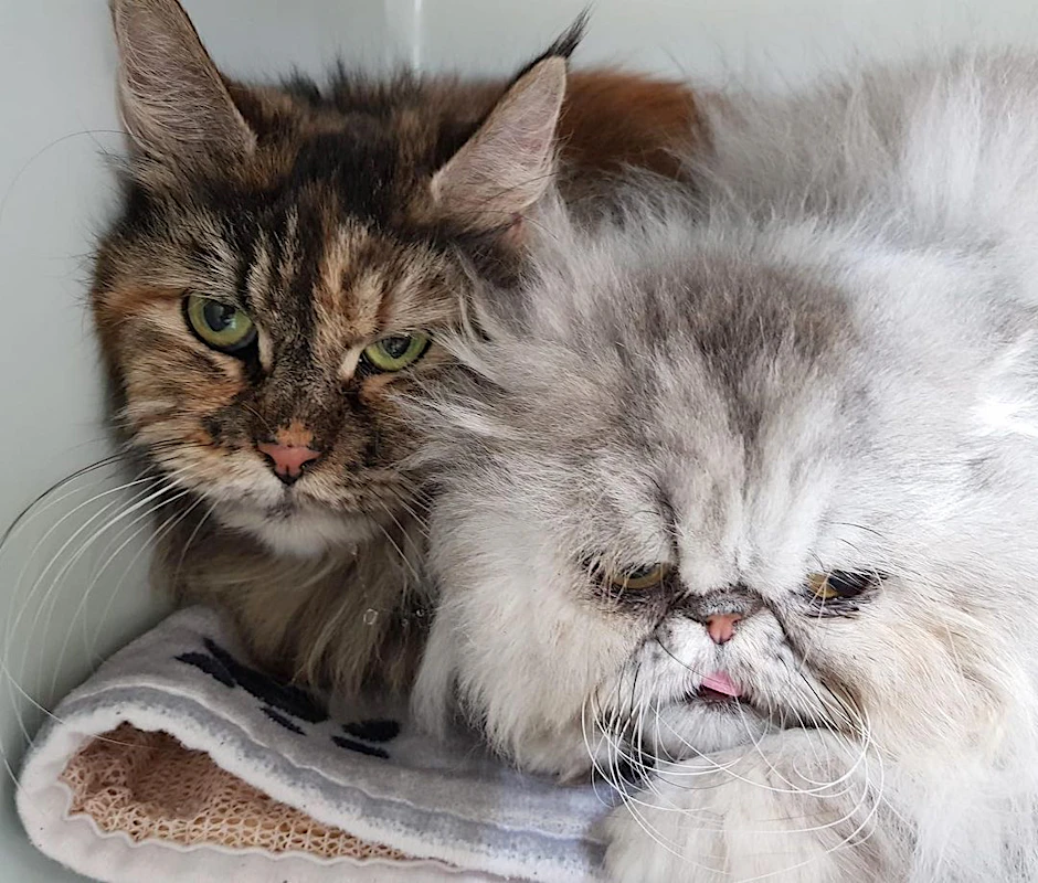 Sheba und Wilma landeten im Tierheim, als sie von der Feuerwehr aus einer Messie-Wohnung befreit wurde.