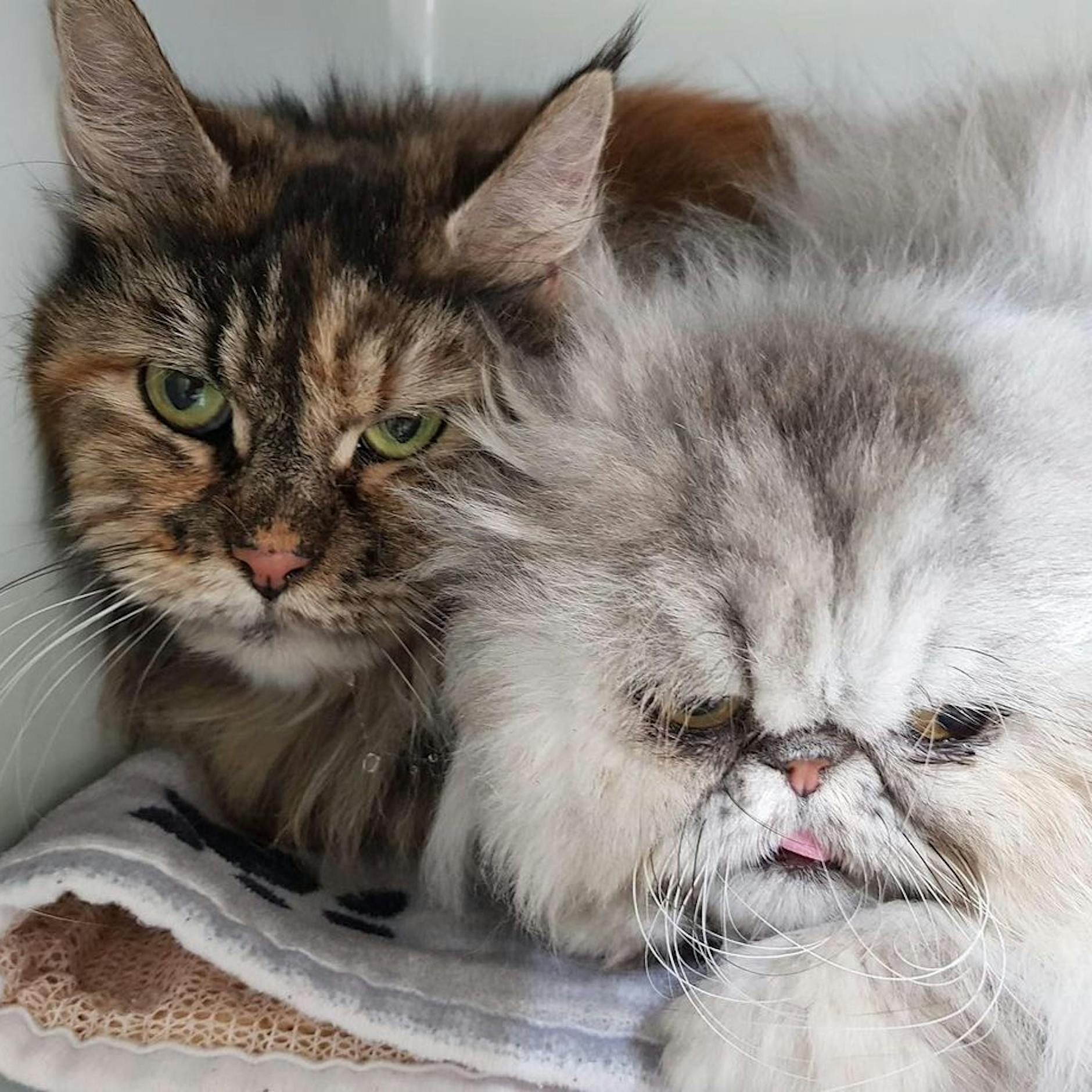 Schreckliches Tier-Schicksal: Was wurde Wilma und Sheba nur angetan? Diese armen Kätzchen müssen ausbaden, was ihre Besitzer verbrochen haben!