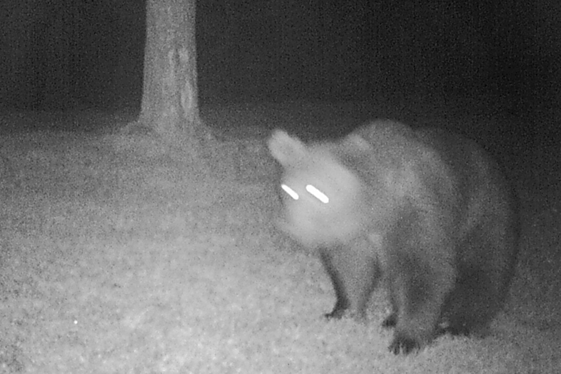 Ein Braunbär ist am 30. April in eine Fotofalle im südlichen Landkreis Garmisch-Partenkirchen getappt.