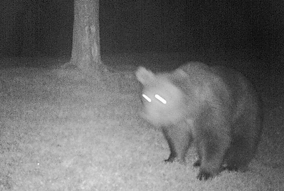 Ein Braunbär ist am 30. April in eine Fotofalle im südlichen Landkreis Garmisch-Partenkirchen getappt.