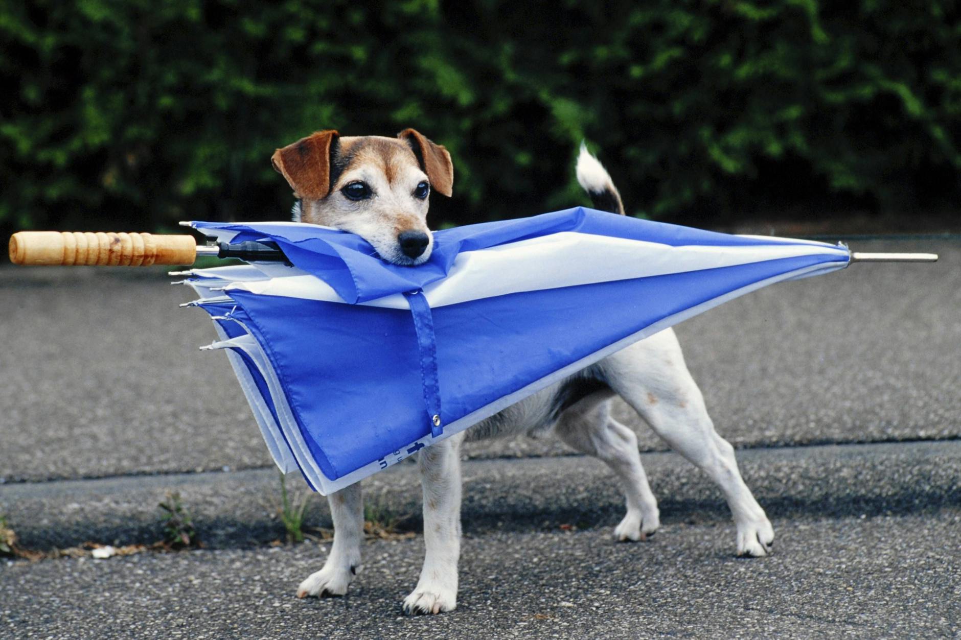 Lange keinen Schirm gebraucht. Vielleicht regnet es am Sonnabend mal wieder?