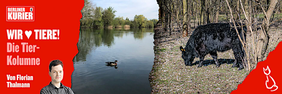 Am Biesdorfer Baggersee kann man Wasservögel sehen (links) - und im Naturschutzgebiet Karower Teiche gibt es Weiderinder zu bestaunen.