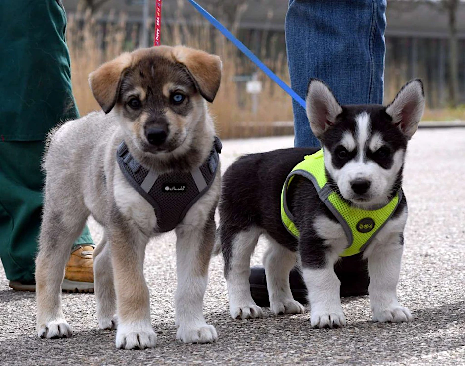 Piefke und Kouki sind nur zwei der fünf Husky-Welpen, die ein neues Zuhause suchen. Wer sie adoptieren will, muss aber einige Anforderungen erfüllen.