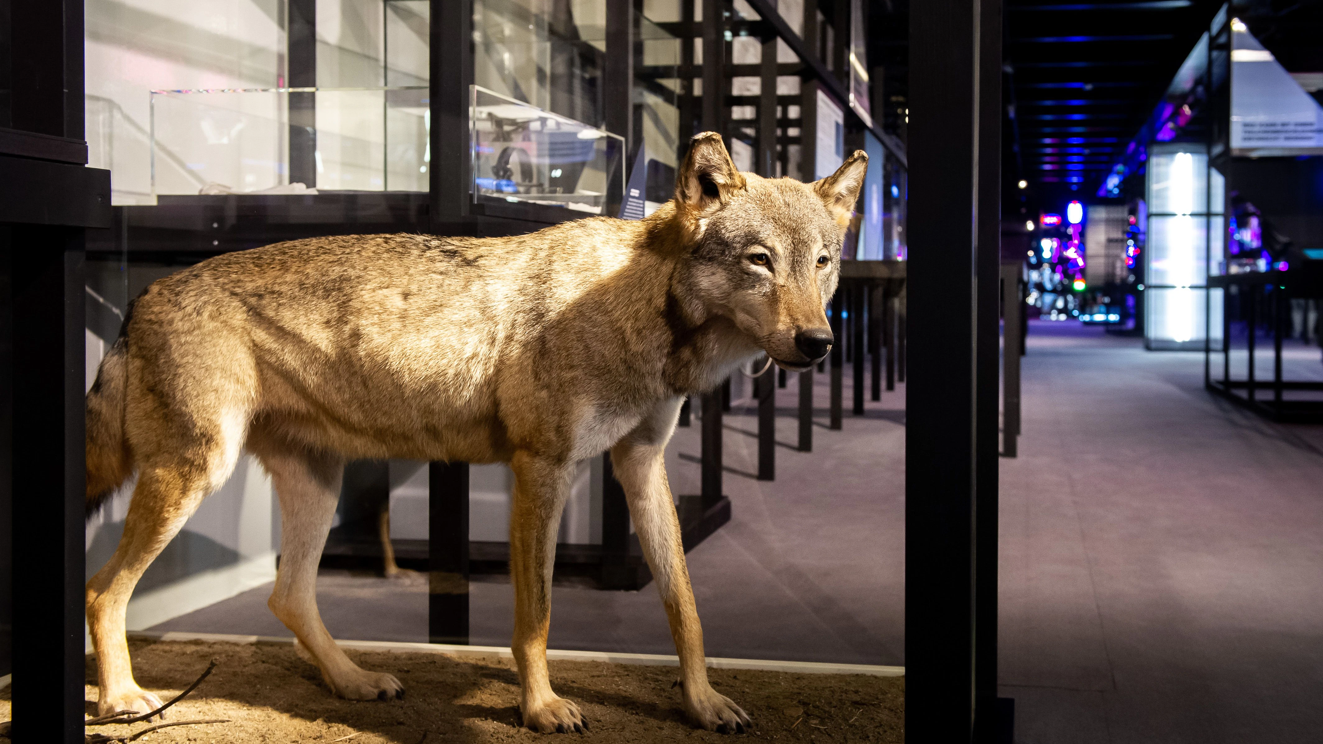 In der Ausstellung geht es auch um interdisziplinäre Forschung über den zurückgekehrten Wolf.