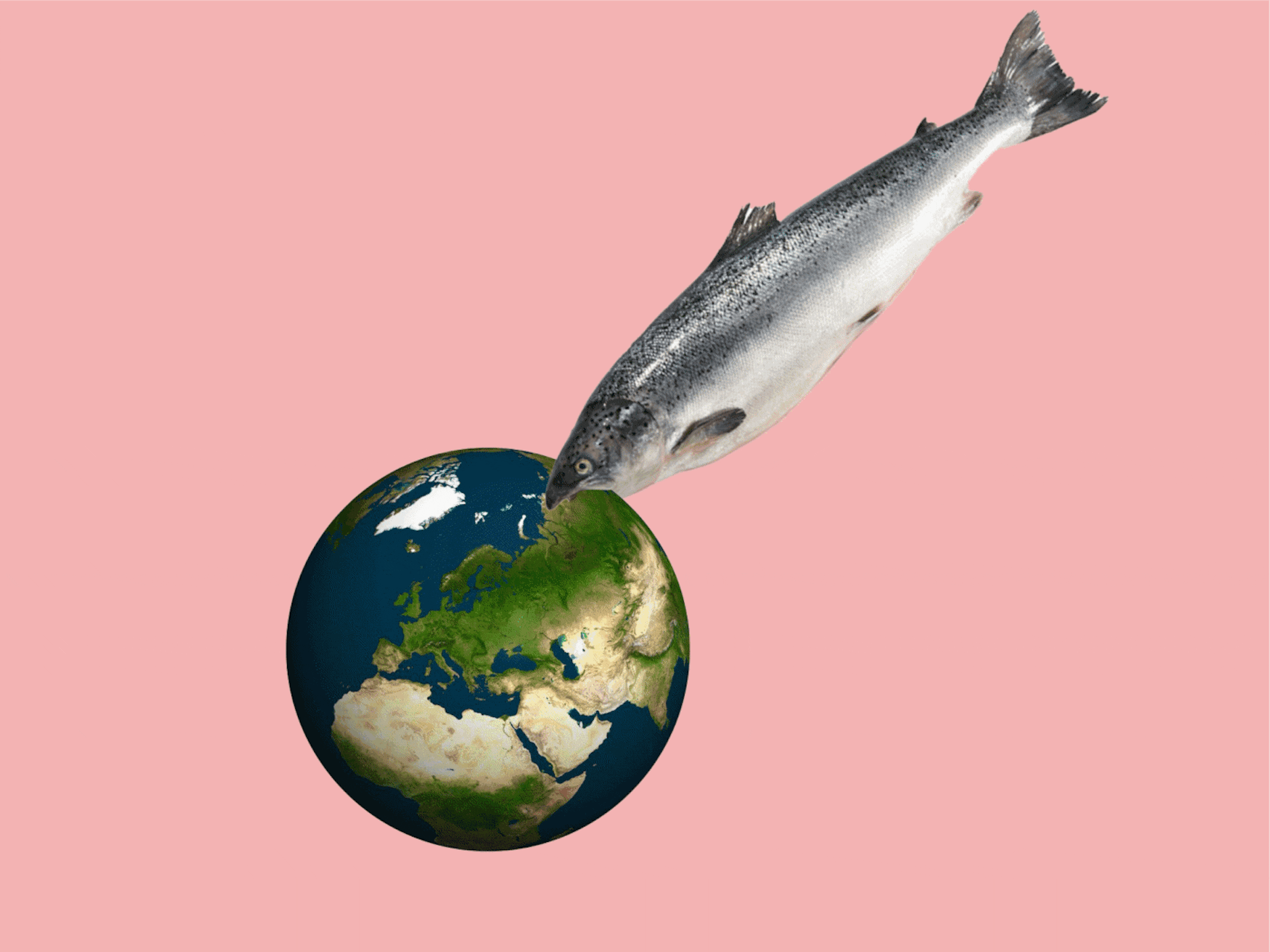 Ratten der Meere Warum Lachs ekelhaft ist und wir ihn
