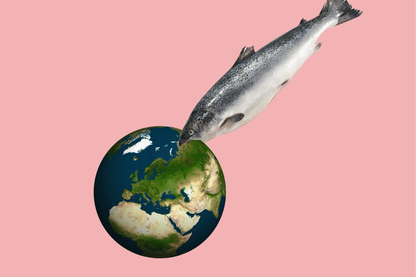 Lachs? Kann man machen. Aber bitte mit schlechtem Gewissen.