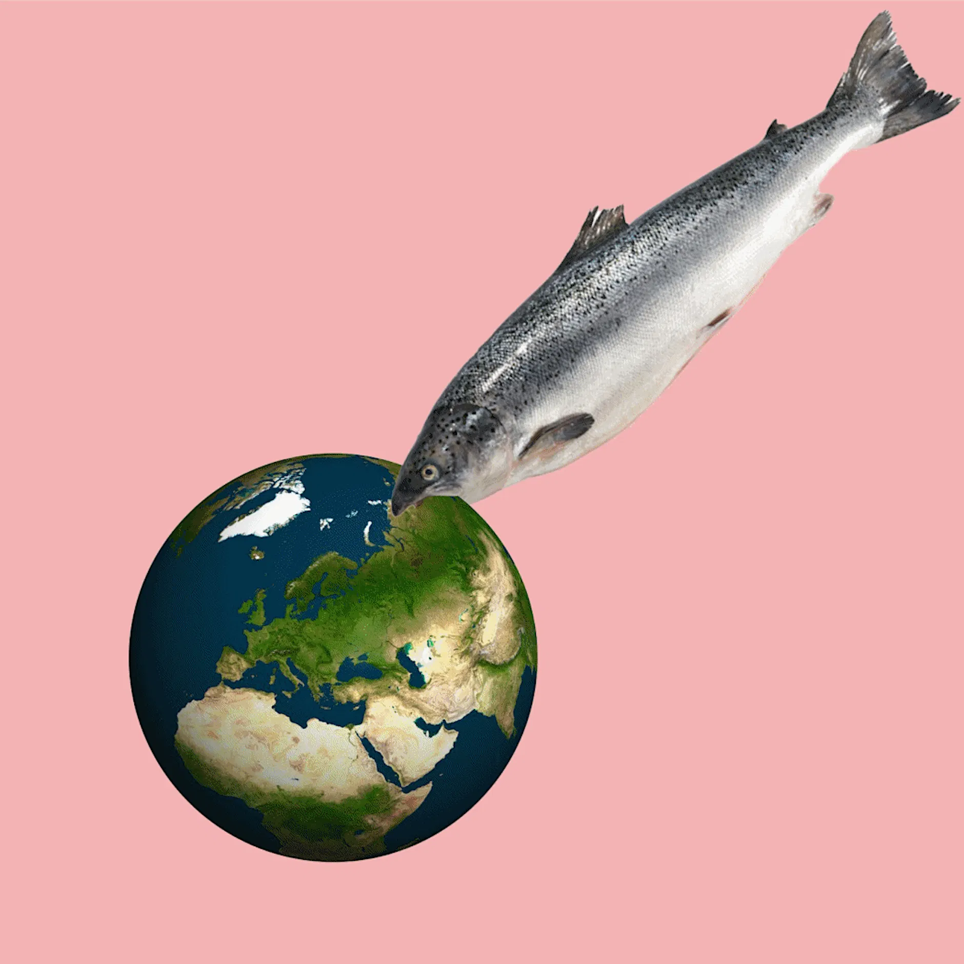 Ratten der Meere: Warum Lachs ekelhaft ist und wir ihn nicht mehr essen dürfen