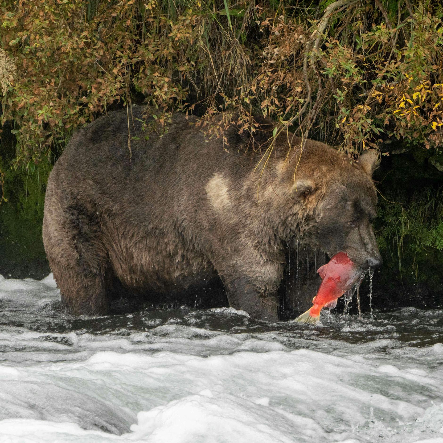 Er darf noch das Original genießen: Wir müssen uns mit der Mogelpackung begnügen.
