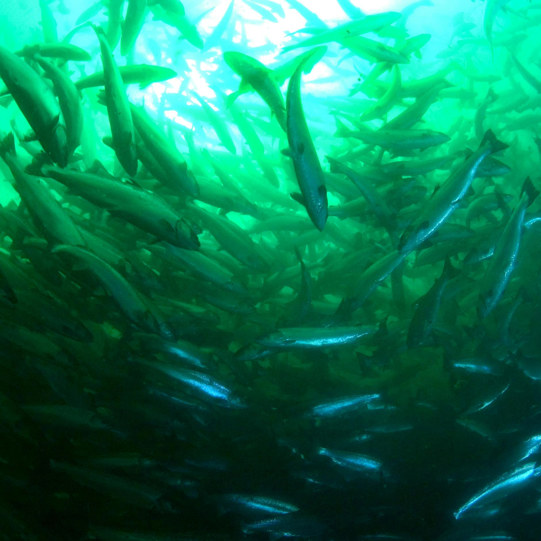 Wie gut geht es den Fischen? Viel Platz haben die Lachse jedenfalls nicht.