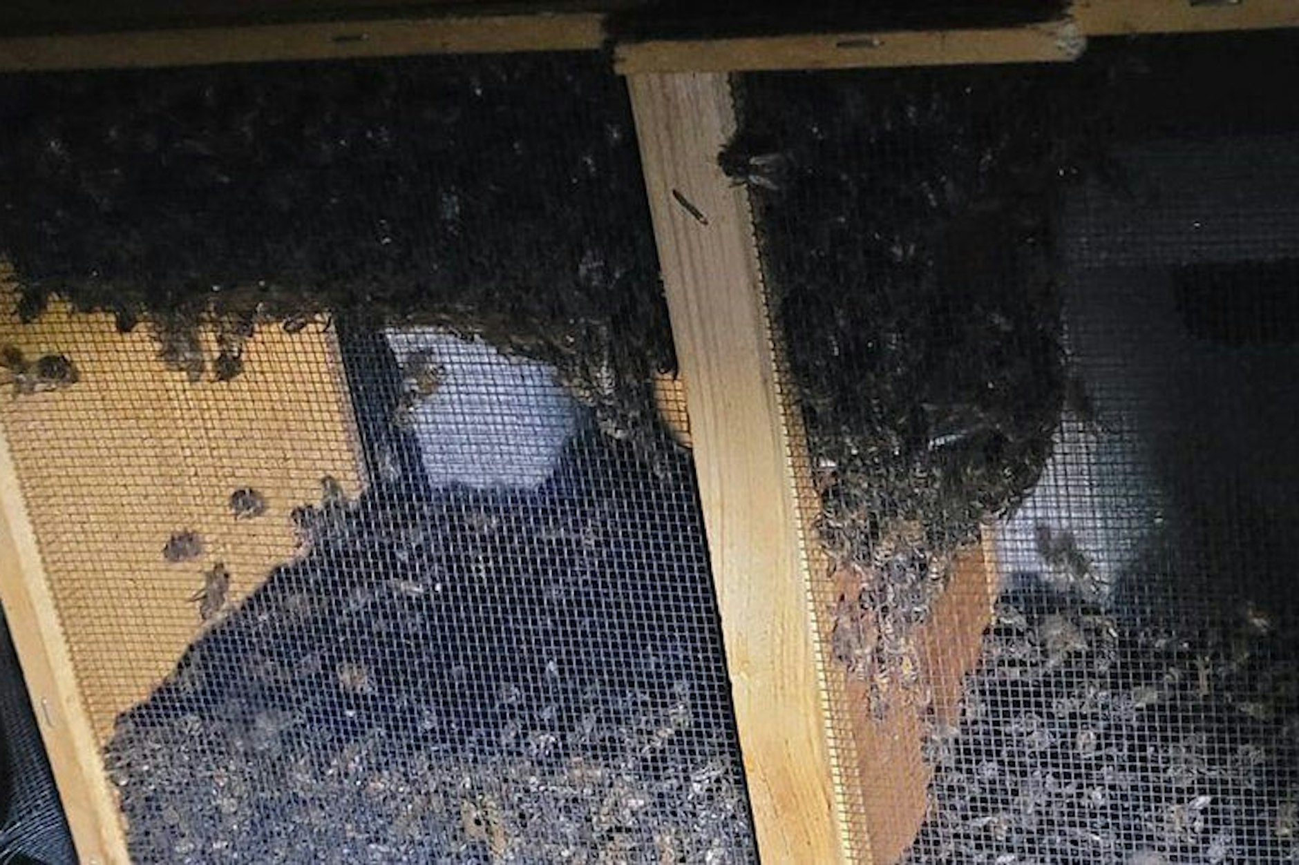 Die Transportkisten von Delta Airlines mit den toten Bienen