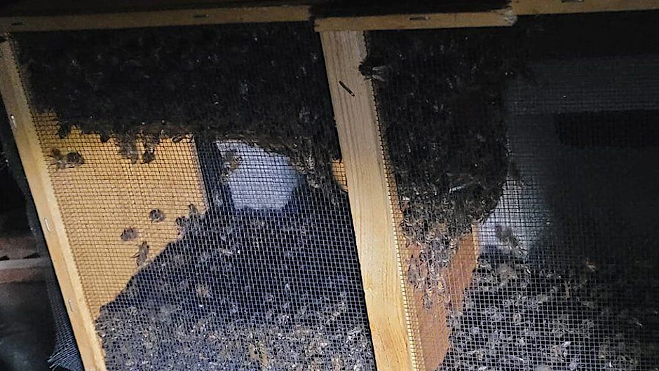 Die Transportkisten von Delta Airlines mit den toten Bienen