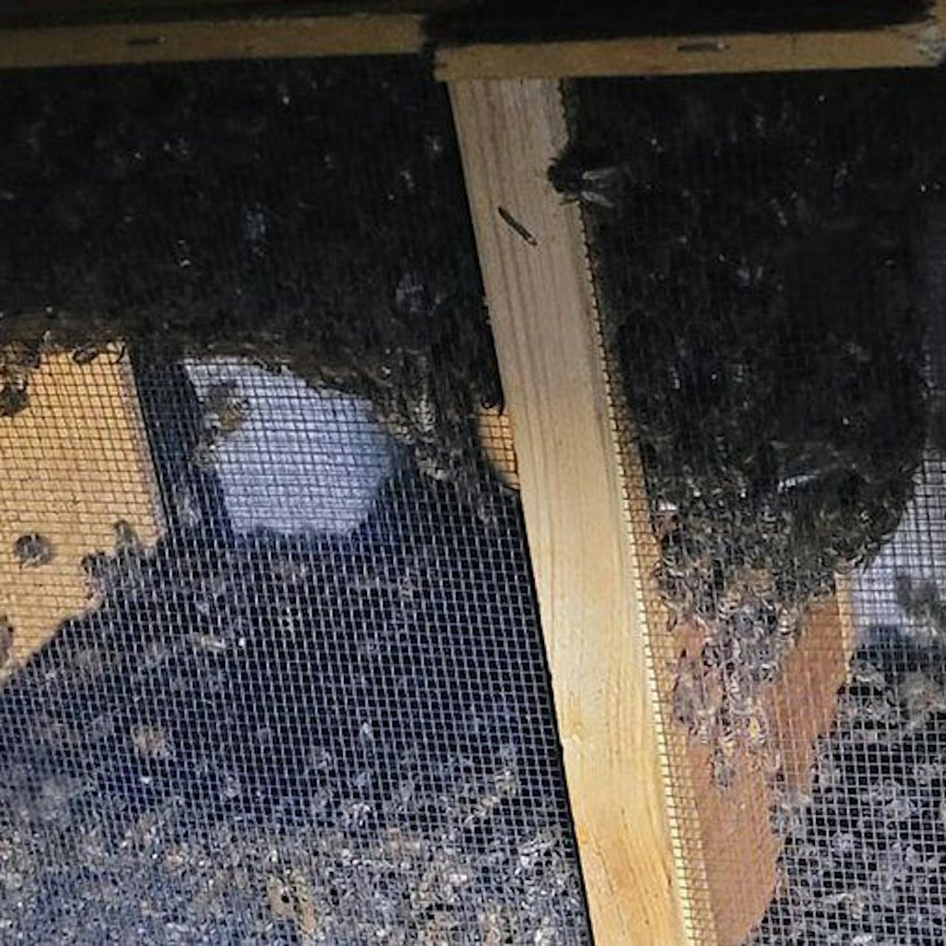 Jetzt wird der Honig knapp: Delta Airlines ließ 5 Millionen Bienen auf heißer Rollbahn stehen – tot