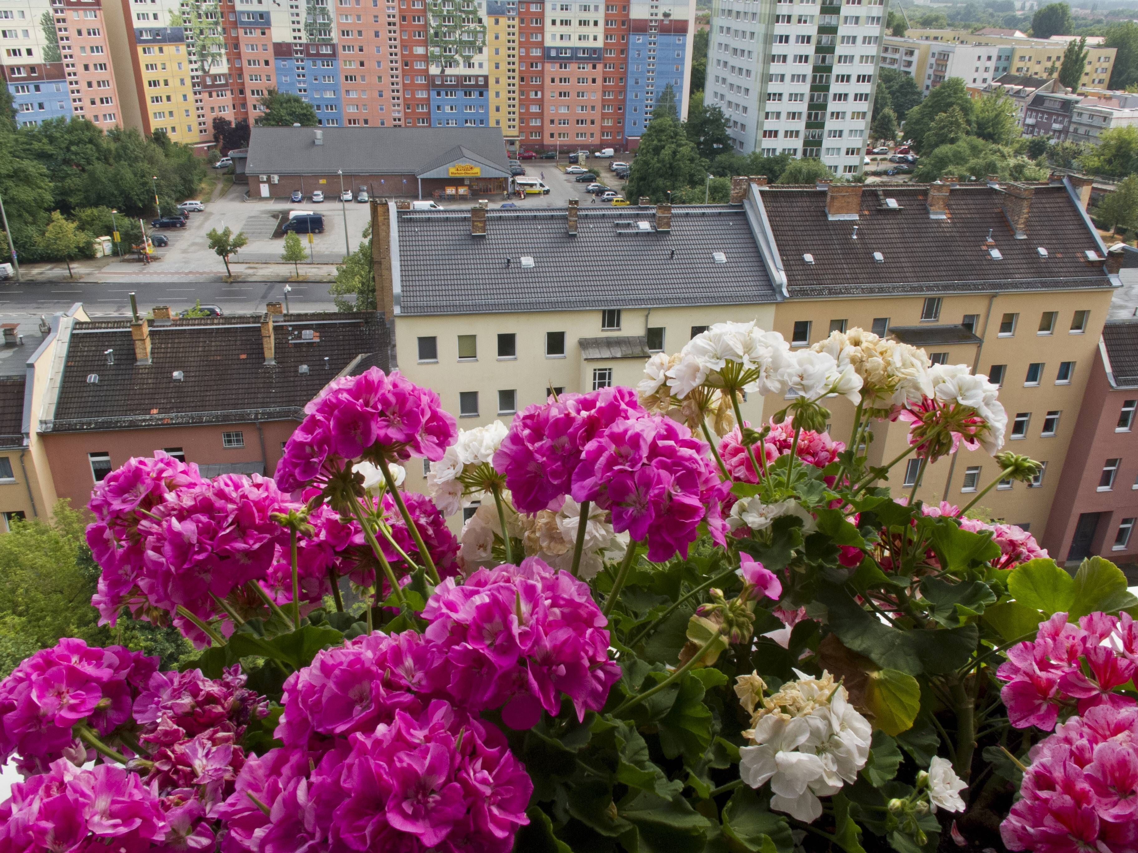 Geranien richtig gießen, düngen und pflegen: Mit einem einfachen Hausmittel zu prächtiger Blüte