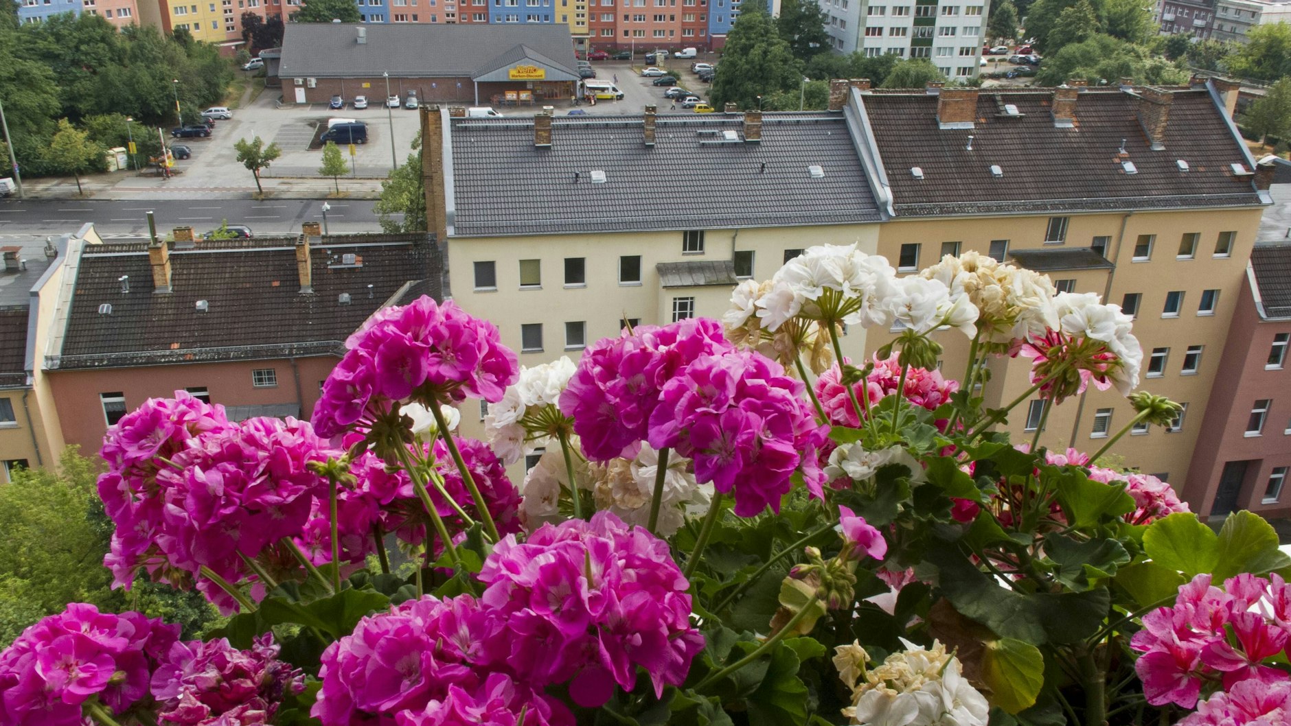 Als Starkzehrer benötigen Geranien ausreichend Nährstoffe.