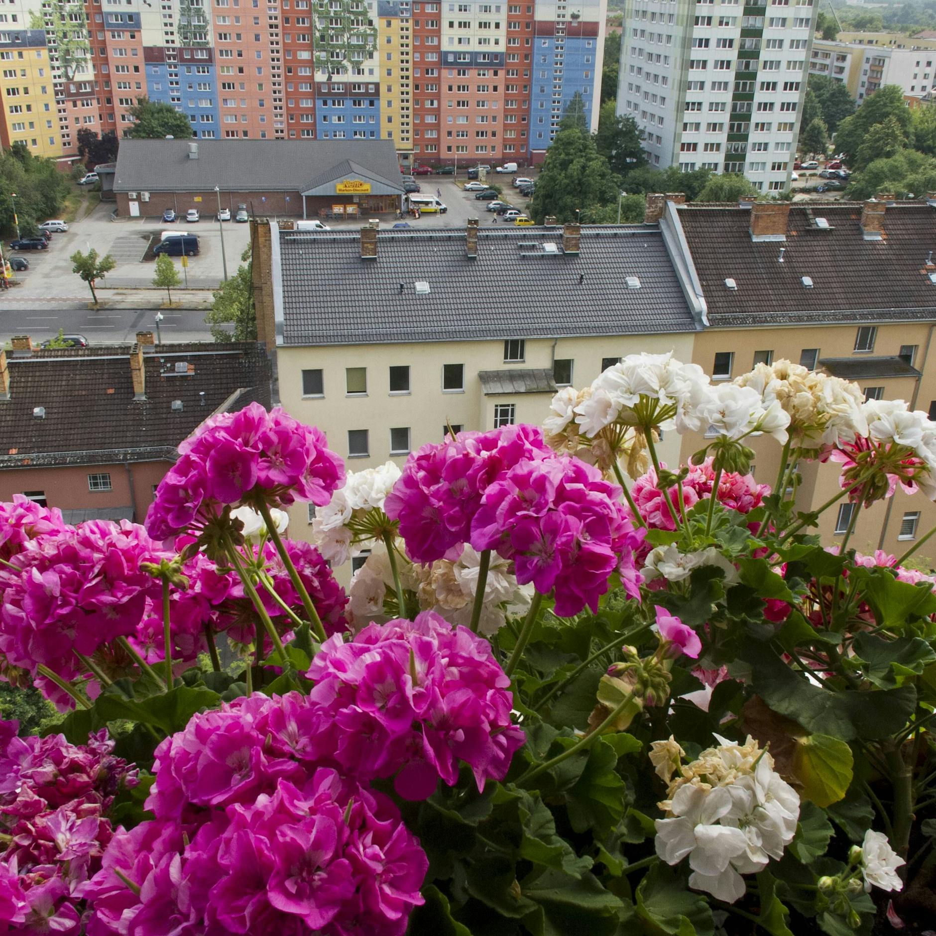 Geranien richtig gießen, düngen und pflegen: Mit einem einfachen Hausmittel zu prächtiger Blüte