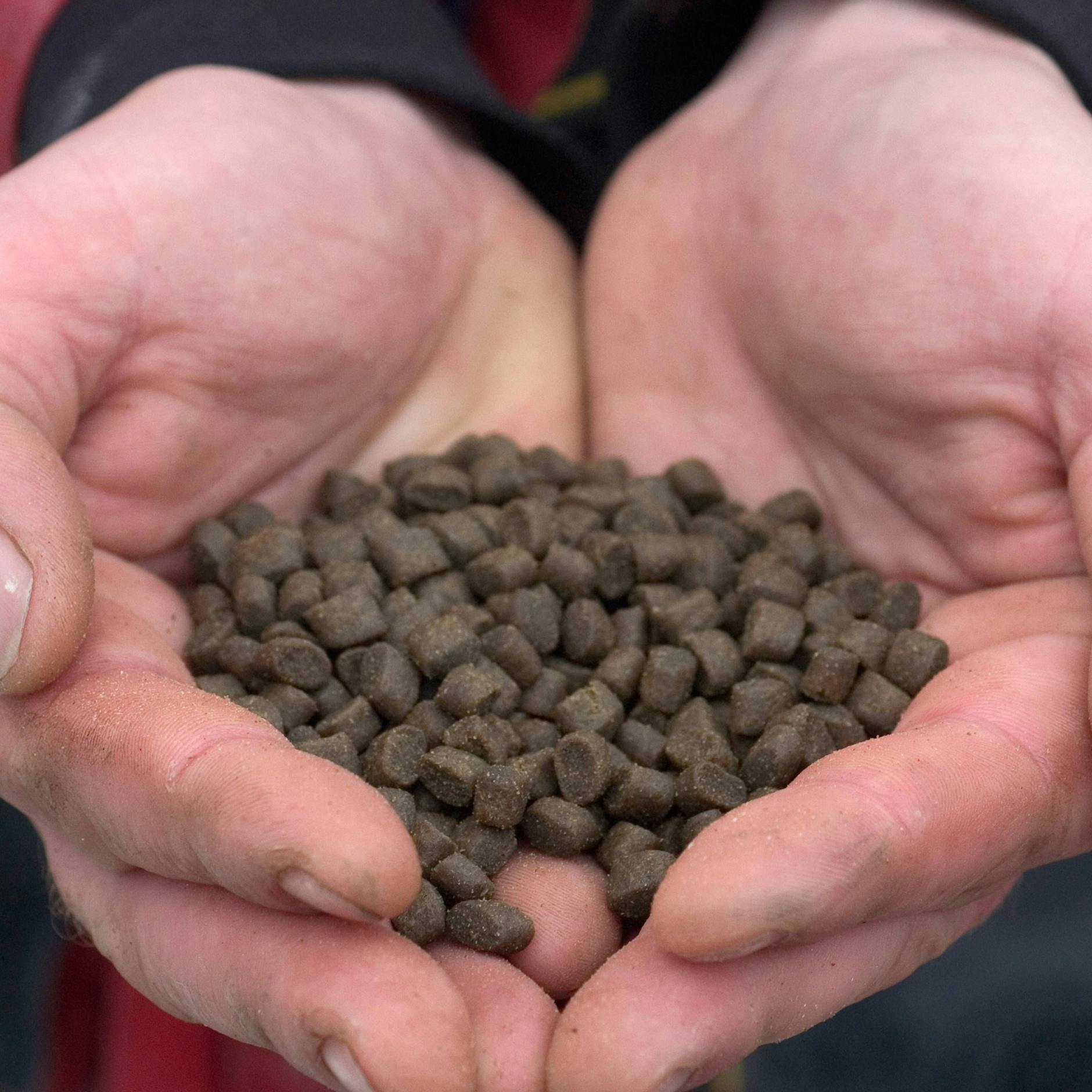 Fischfutter: Zwar weniger Fischmehl, dafür mehr vegetarische Bestandteile. Und das ist nicht nur gut.