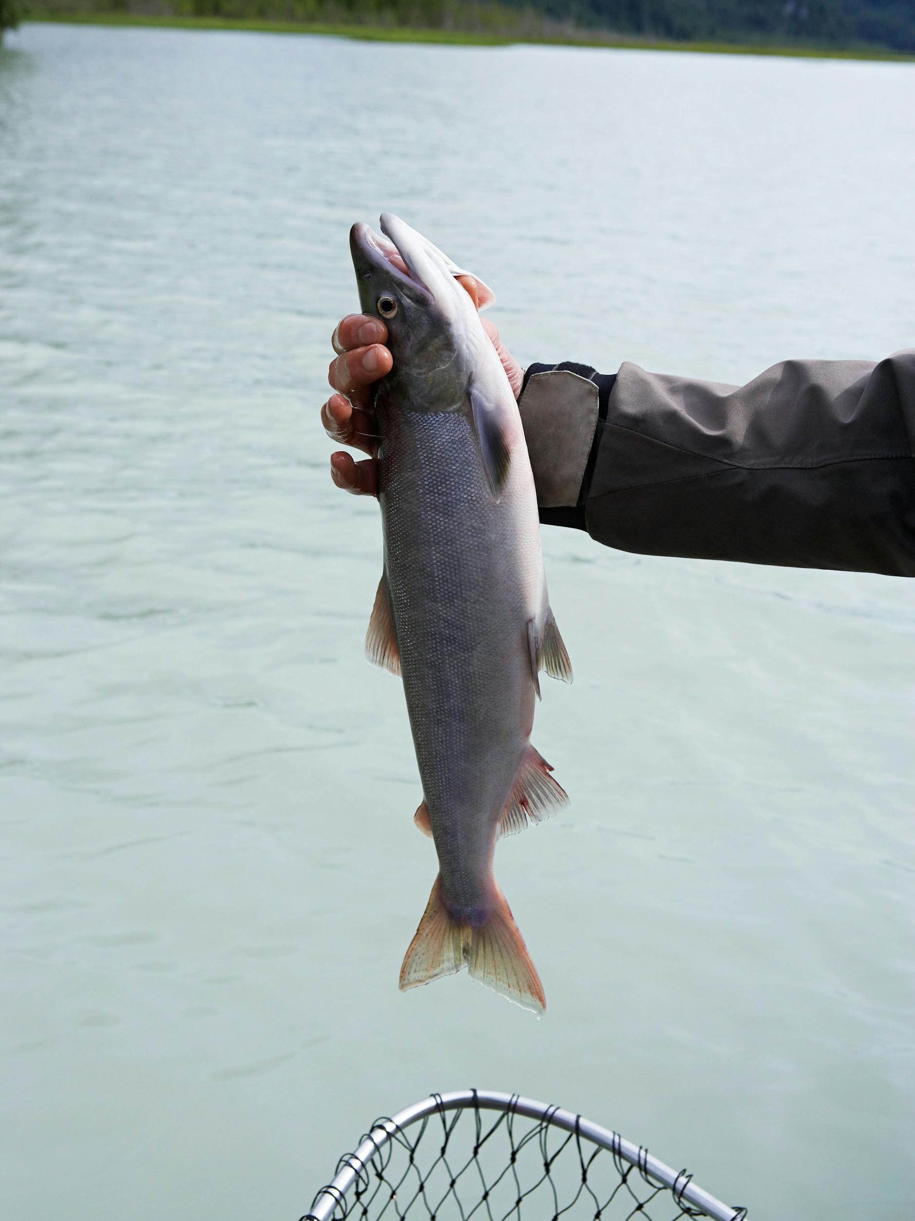 Echter wilder Atlantischer Wildlachs wird aussterben, wenn kein Umdenken eintritt.
