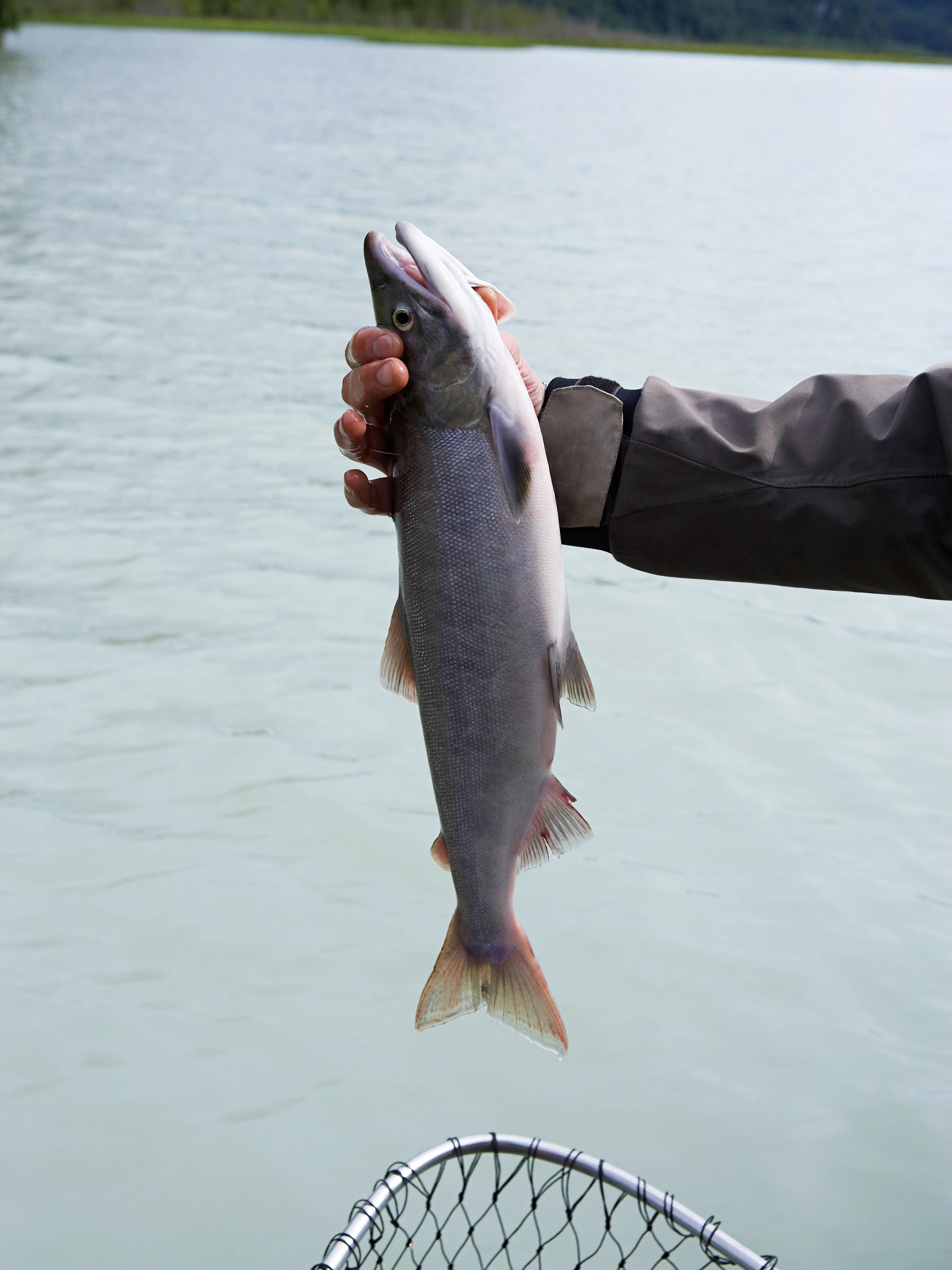 Echter wilder Atlantischer Wildlachs wird aussterben, wenn kein Umdenken eintritt.