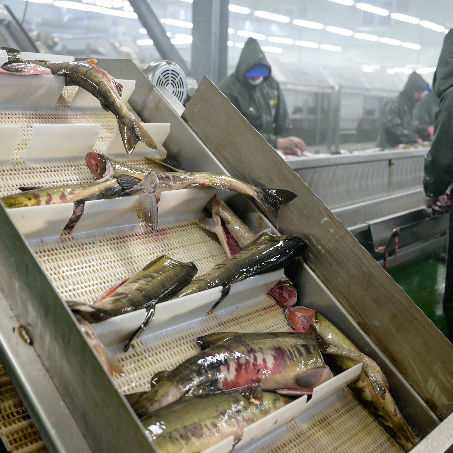 Keine Idylle, sondern seelenlose Fließbandarbeit. 1,4 Millionen Tonnen Zuchtlachs stammen allein aus norwegischen Gewässern.