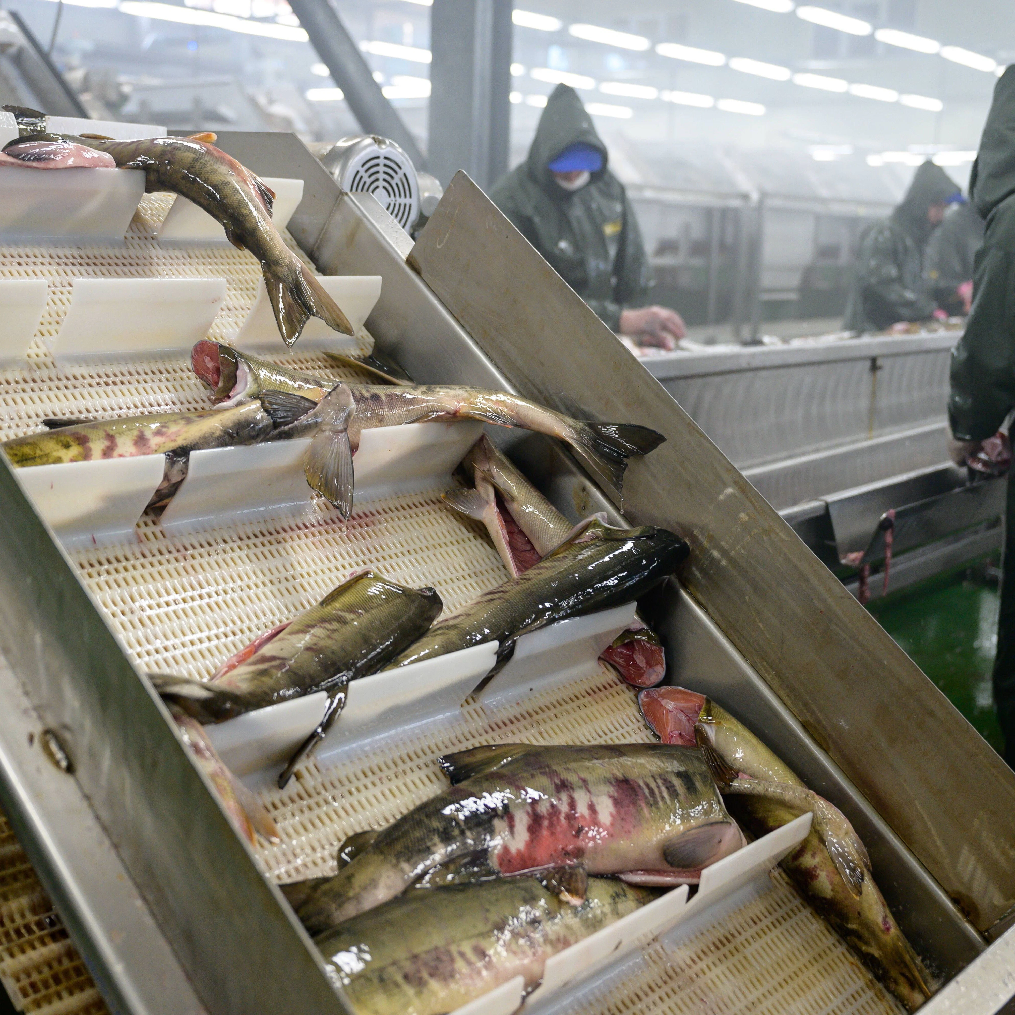 Keine Idylle, sondern seelenlose Fließbandarbeit. 1,4 Millionen Tonnen Zuchtlachs stammen allein aus norwegischen Gewässern.