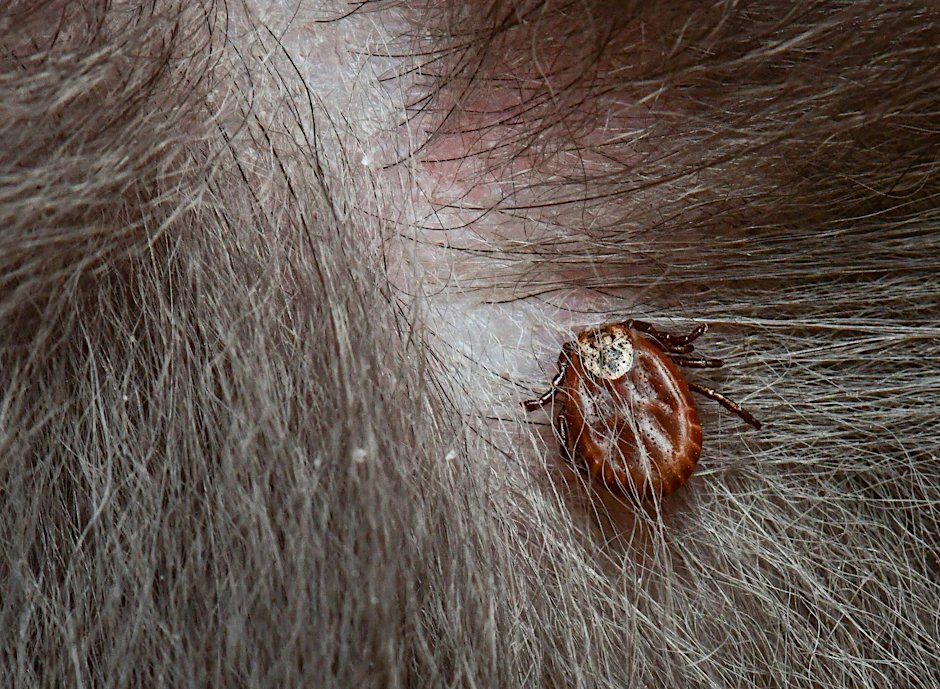 Eine Zecke hat sich in der Haut eines Hundes fest gebissen (Symbolbild).
