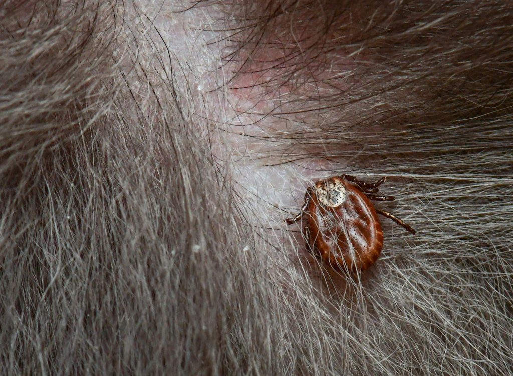 FSME-Risikogebiete in Brandenburg: Hunde durch Zecken gestorben