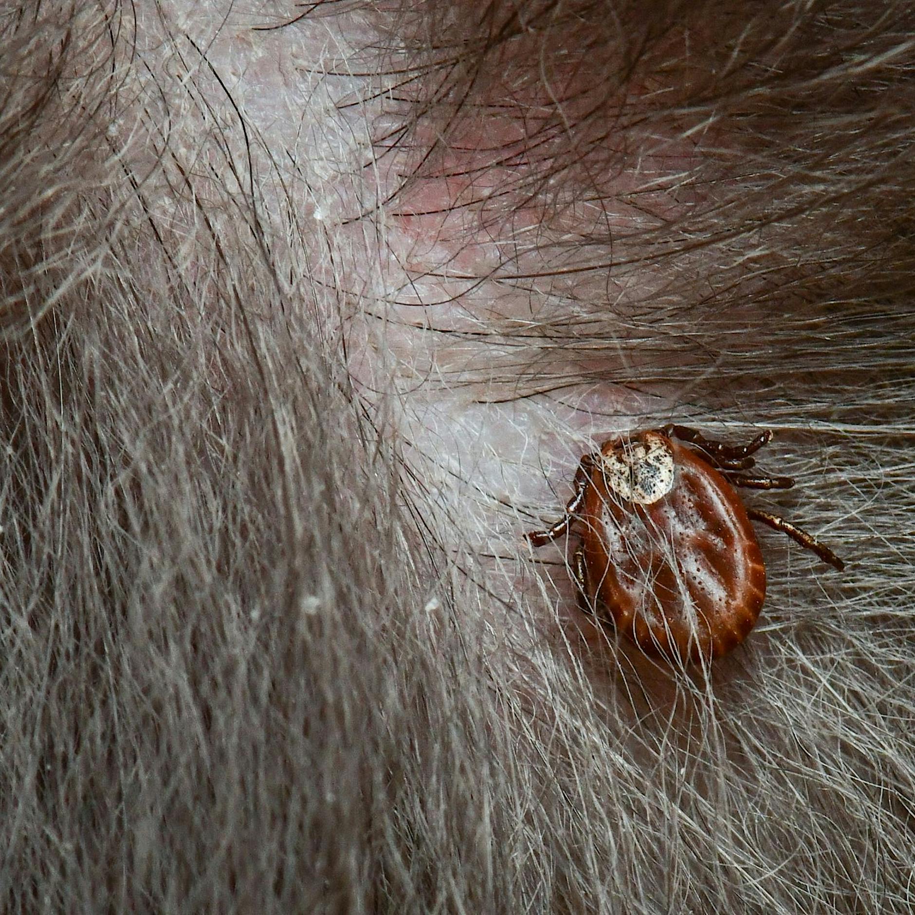 FSME-Risikogebiete in Brandenburg: Hunde durch Zecken gestorben