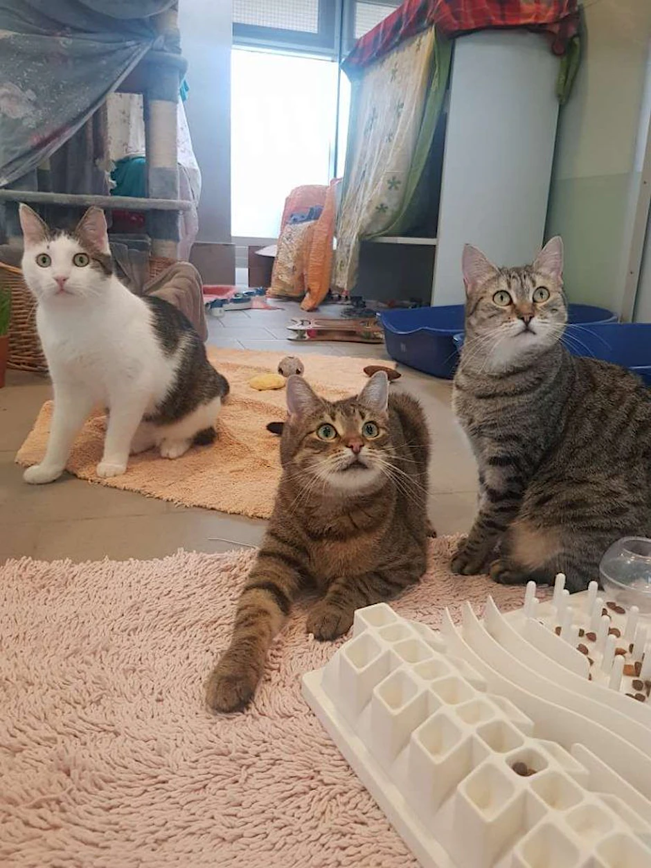Die drei Tierheim-Katzen Arr, Pablo und Minnie Maus suchen momentan ein neues Zuhause.