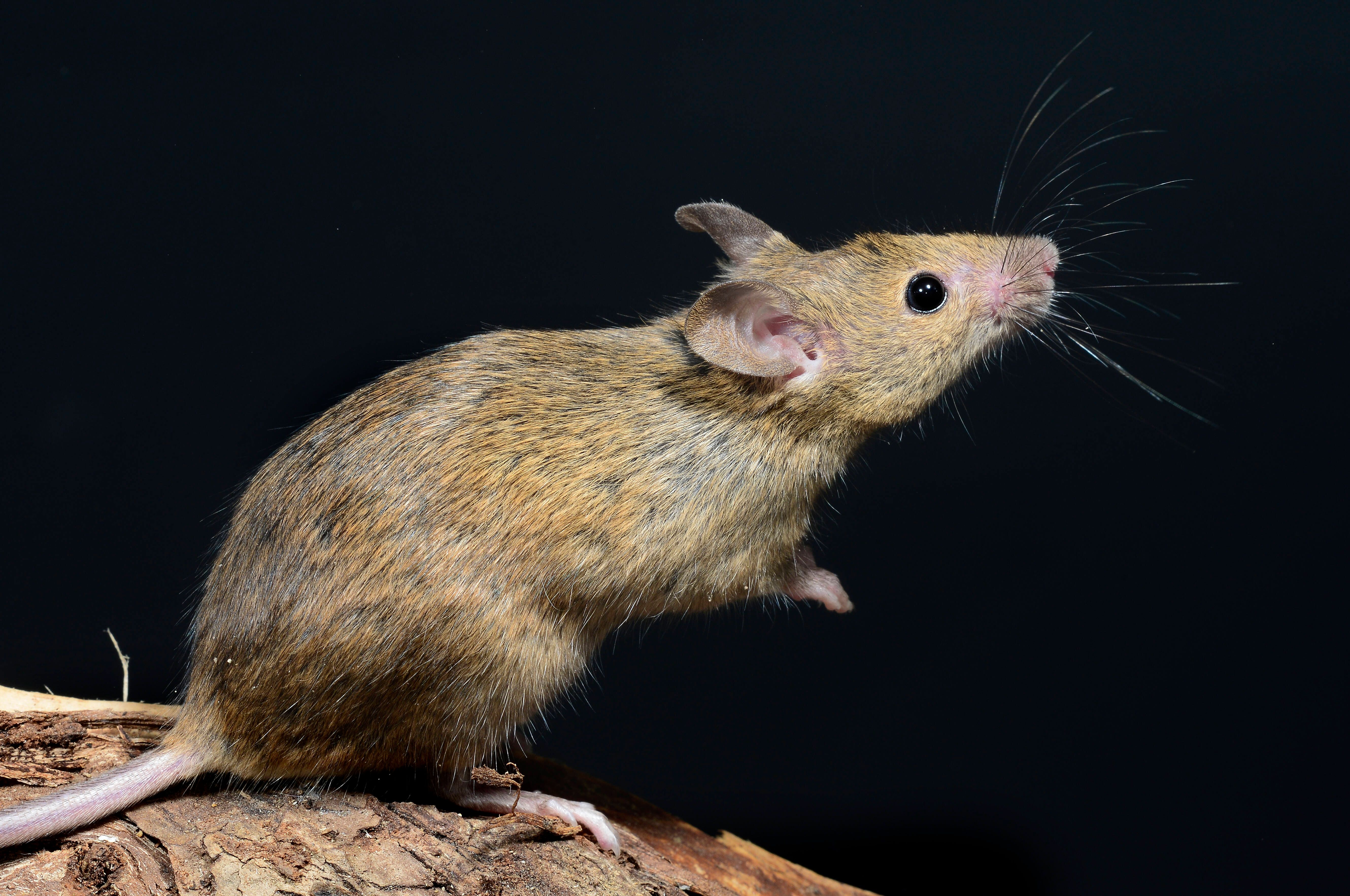 Mietrecht: Bei Mäusebefall können Sie eine saftige Mietminderung verlangen – bis zum kompletten Mieterlass