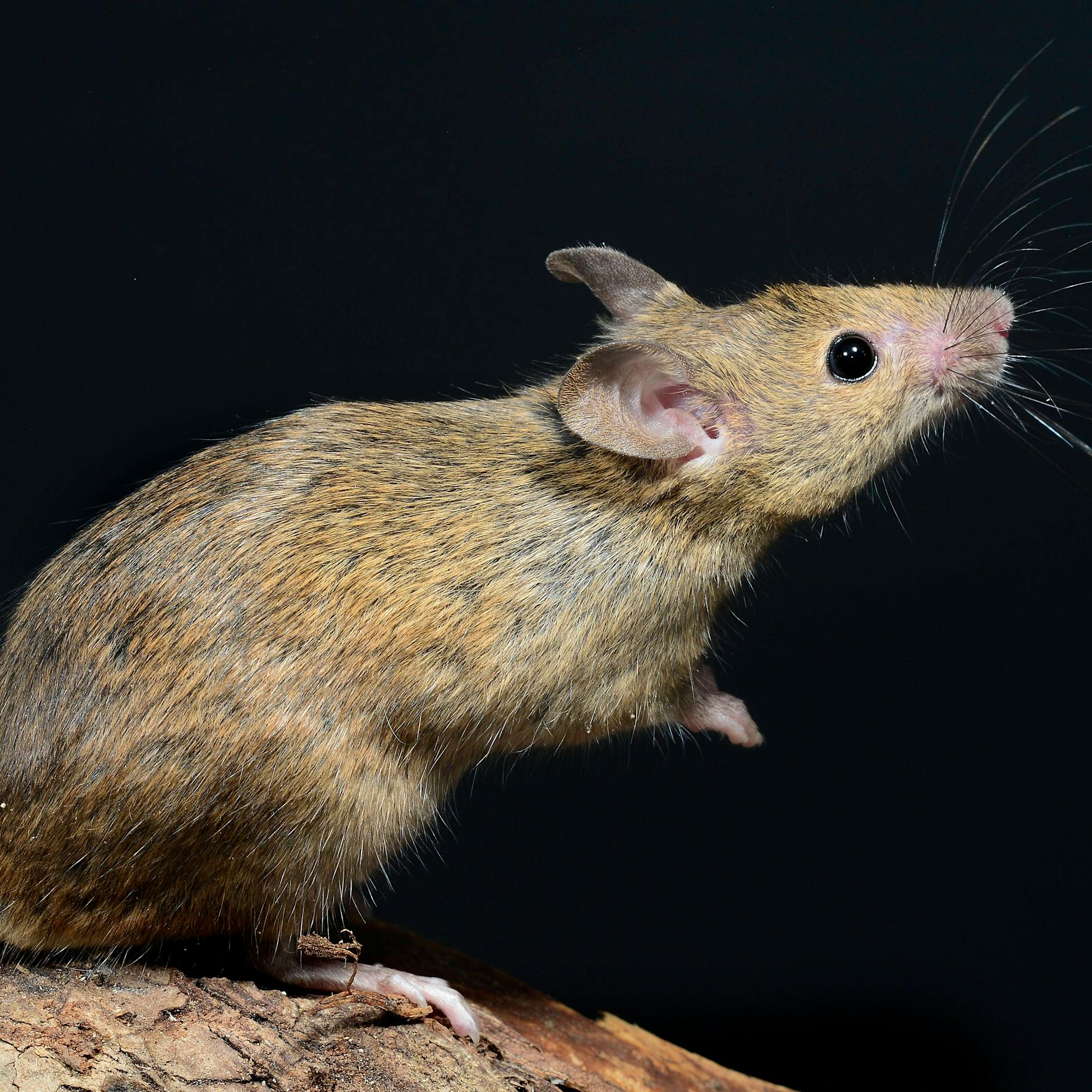 Mietrecht: Bei Mäusebefall können Sie eine saftige Mietminderung verlangen – bis zum kompletten Mieterlass