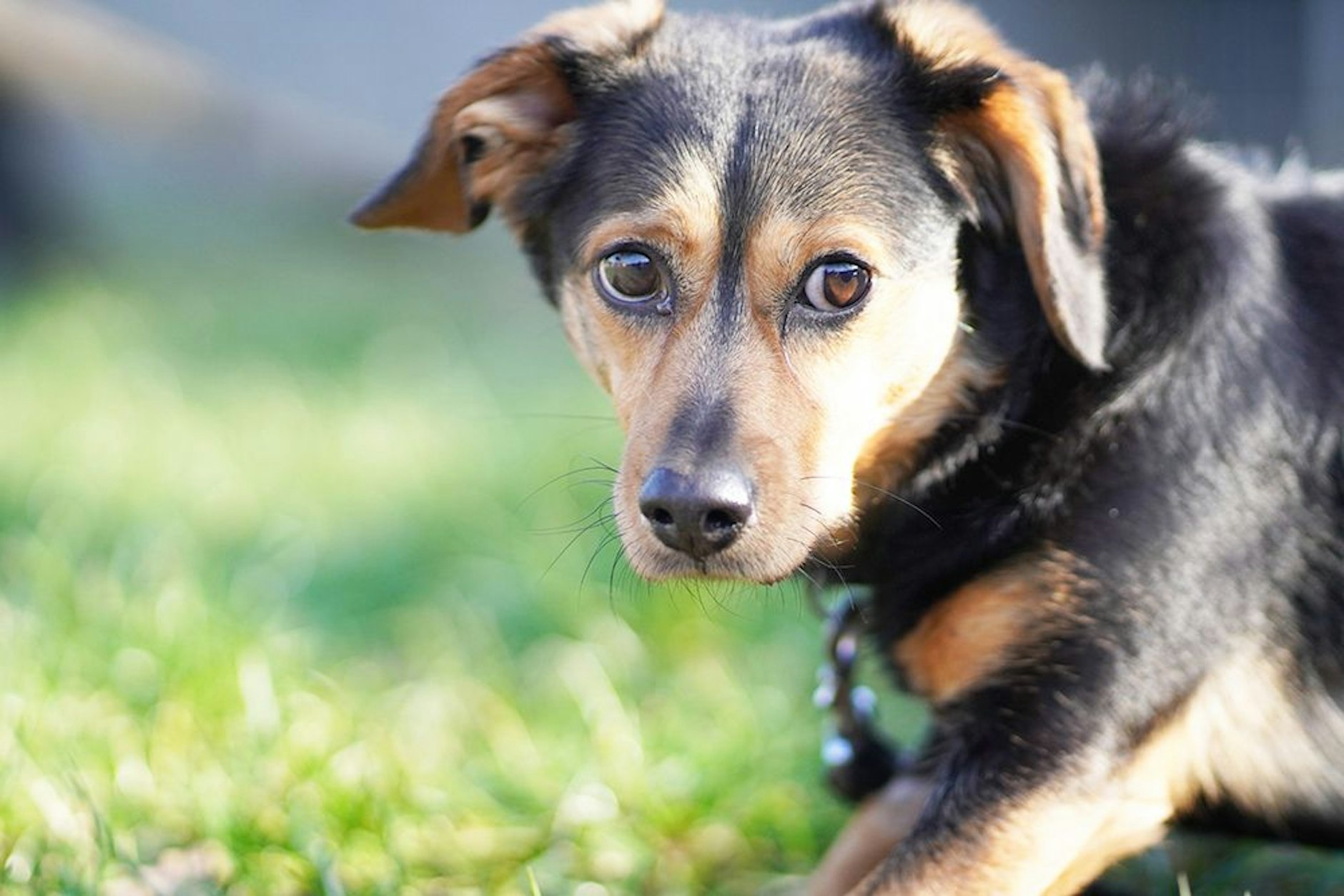 Hund Toni aus dem Tierheim Berlin braucht momentan dringend eine Pflegestelle.