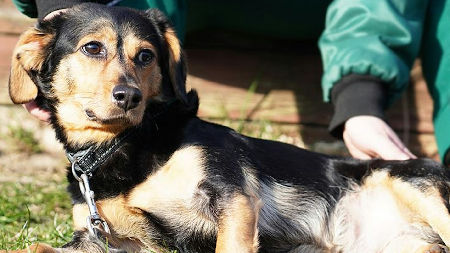 Der süße Hund aus dem Tierheim Berlin zeigt neurologische Auffälligkeiten, braucht deshalb besonders viel Aufmerksamkeit.