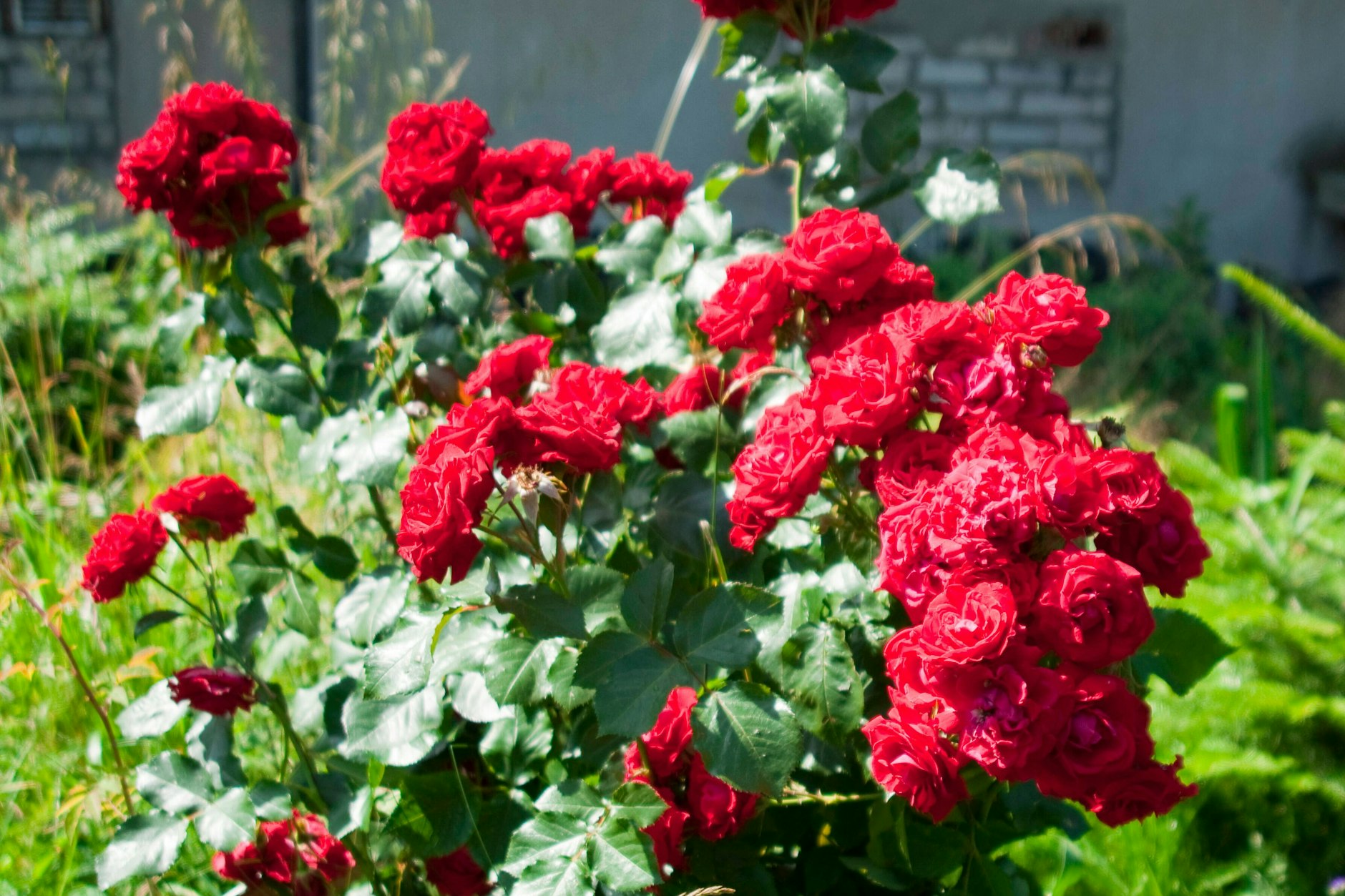 Für eine prächtige Blüte müssen Rosen optimal gepflegt werden. Wir geben Tipps, wie es geht.