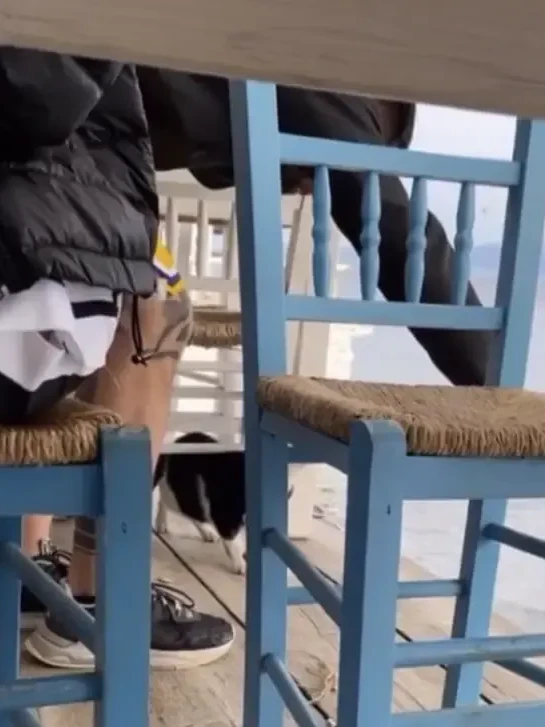 Die griechische Polizei hat einen Mann festgenommen, der angeblich eine Katze ins Meer getreten haben soll. 