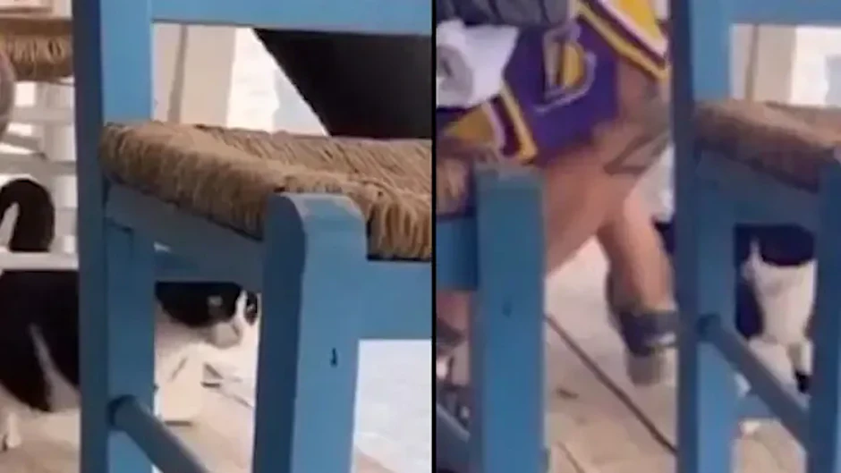Ein Mann in Griechenland hat eine Katze ins Meer getreten. Jetzt drohen ihm 10 Jahre Knast.