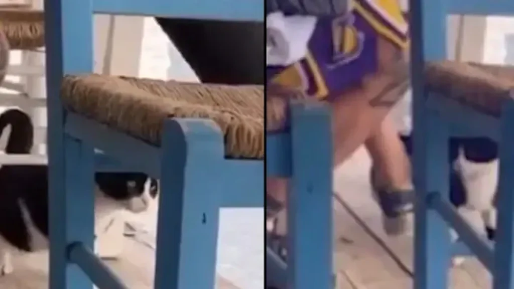 Mann tritt Katze ins Meer: 10 Jahre Knast!