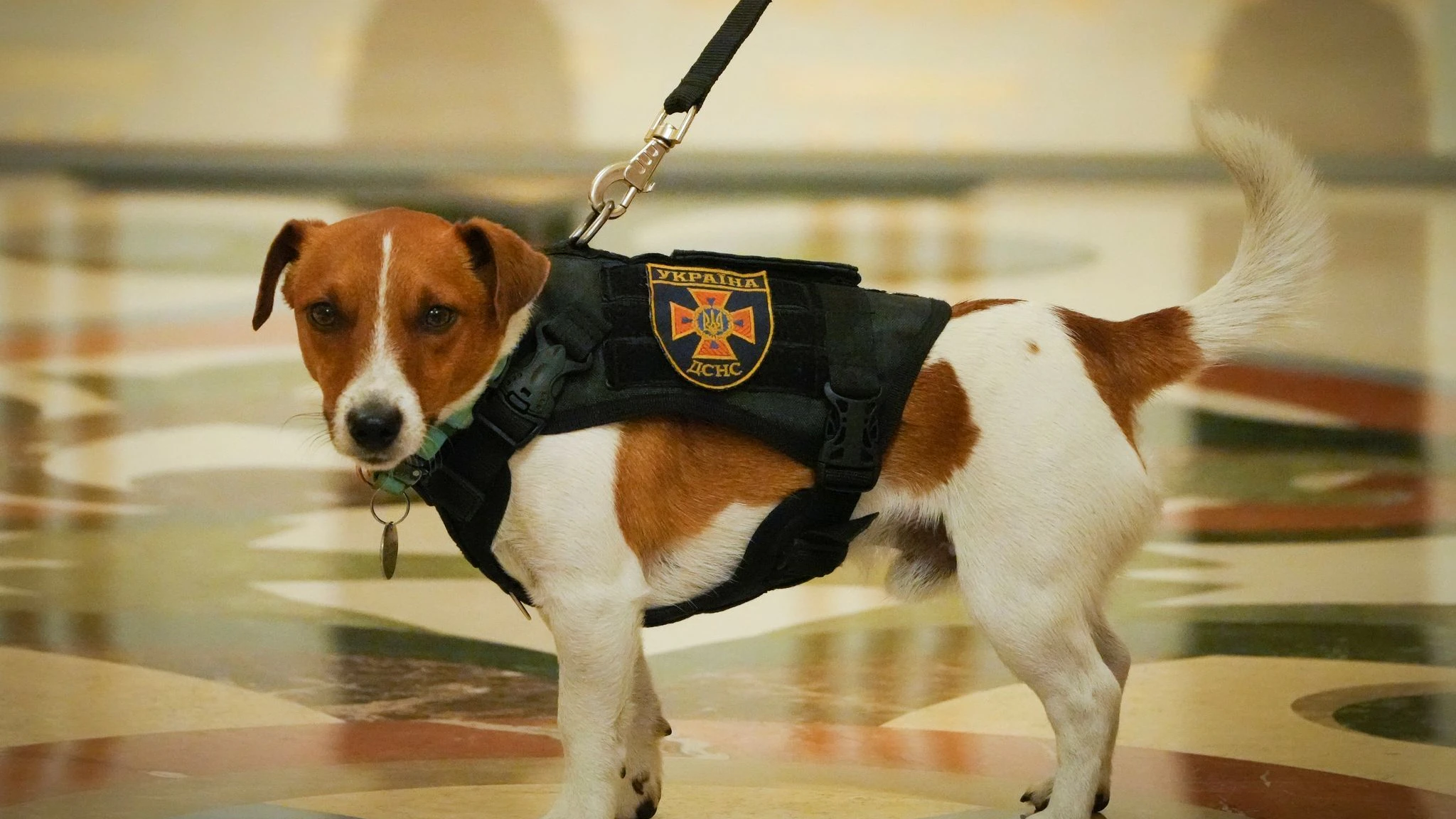 Der Jack Russell Terrier Patron bekam von dem ukrainischen Präsidenten Selenskyj einen Orden verliehen.