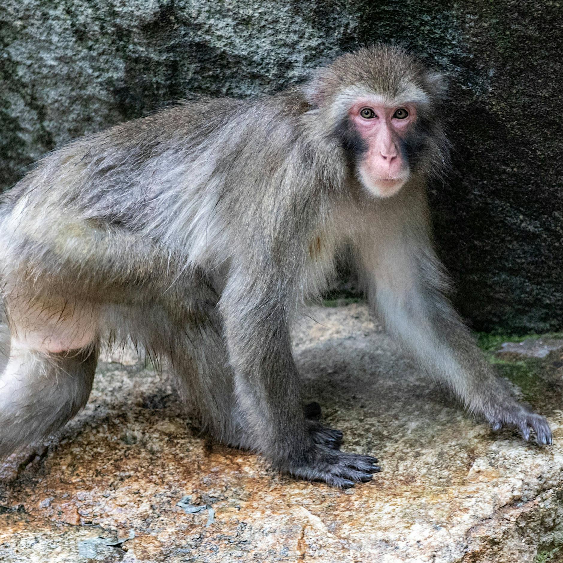 Affenpocken: Mann mit seltenem Virus infiziert