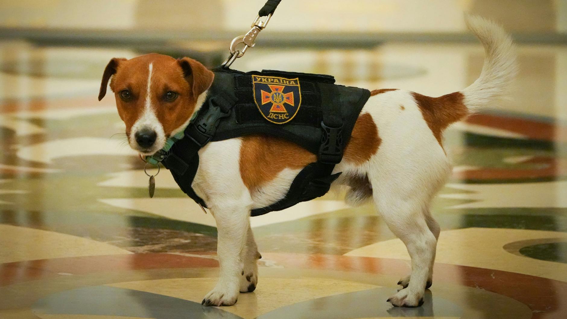 Der Jack Russell Terrier Patron während einer Preisverleihung.