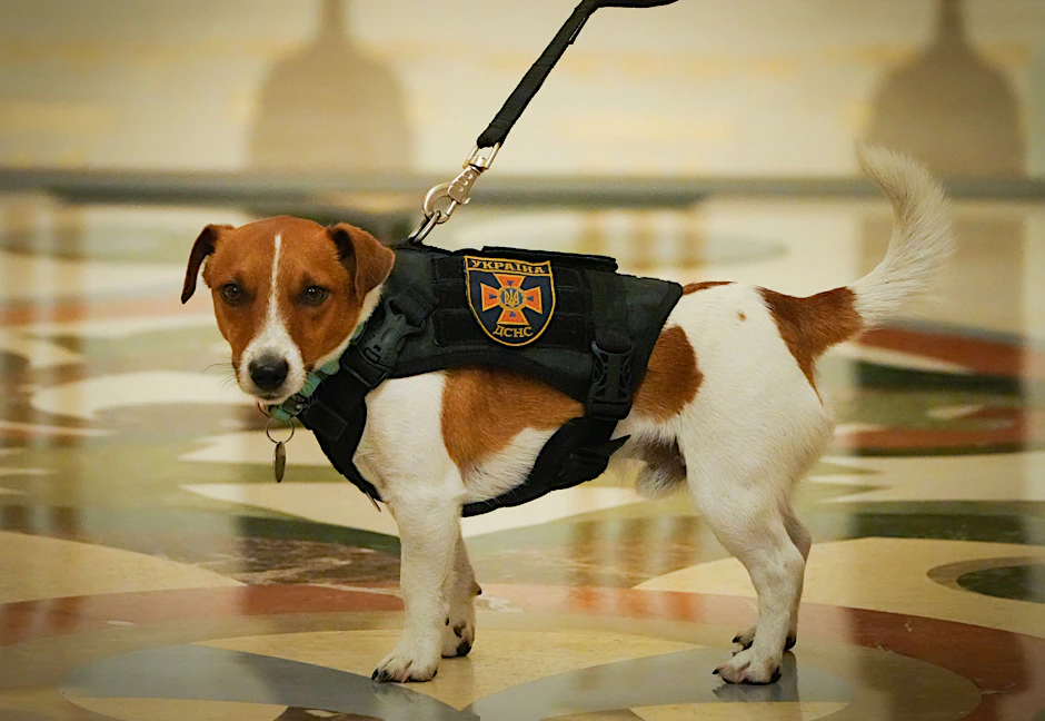 Der Jack Russell Terrier Patron während einer Preisverleihung.