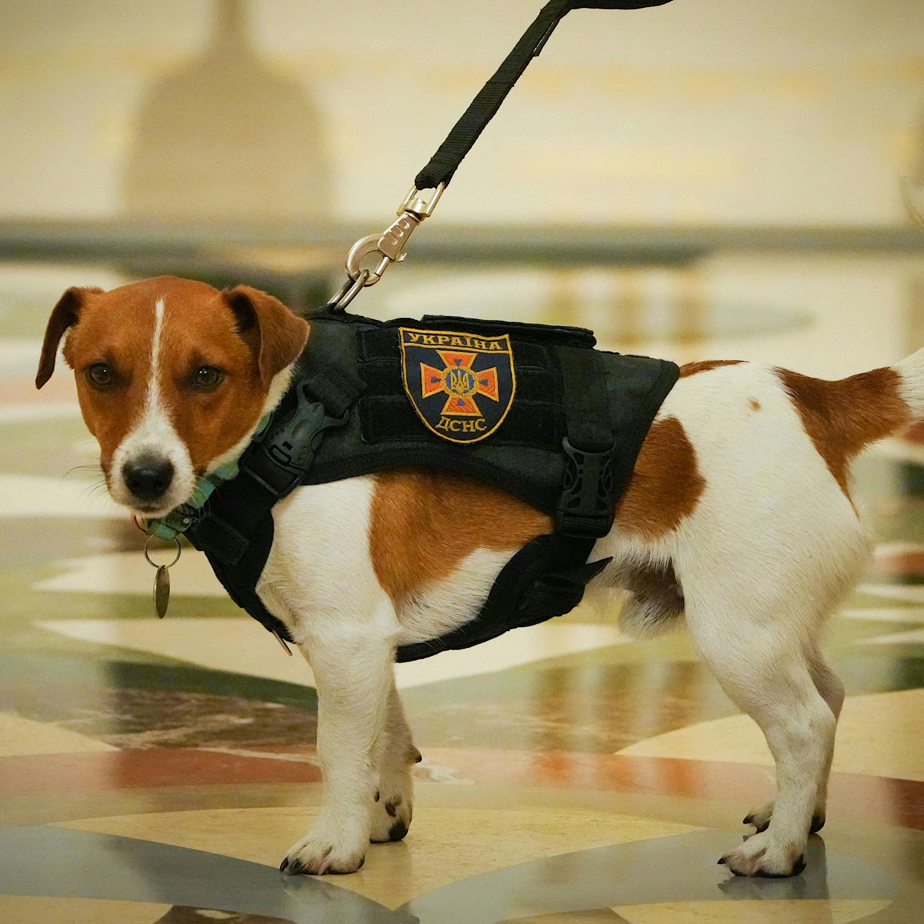 Selenskyj zeichnet Minensuchhund mit Medaille aus