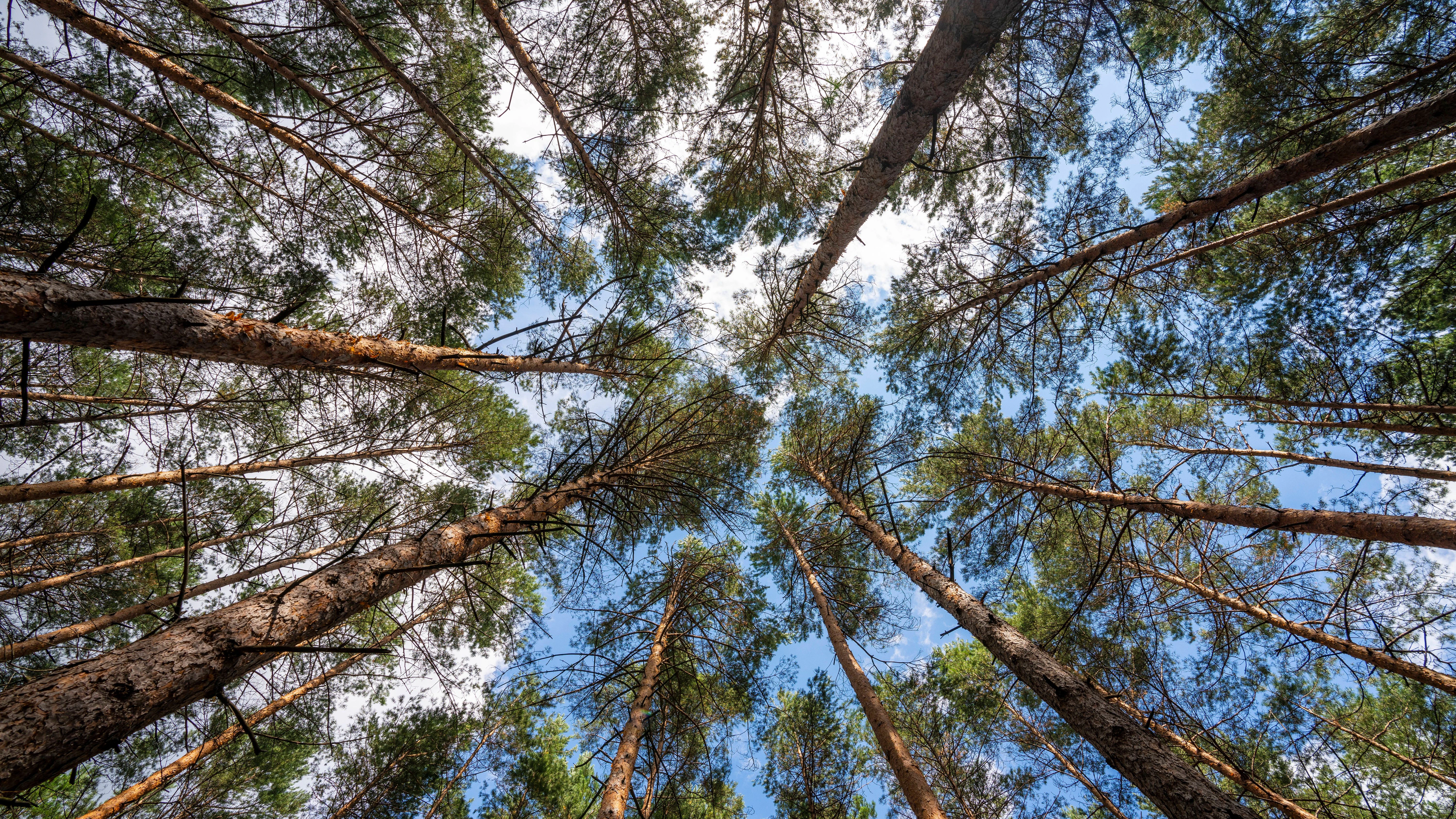 In einem Kiefernwald bildeten die Baumkronen früher ein dichtes, dunkles Dach. Inzwischen ist es in der Höhe meist sehr licht.