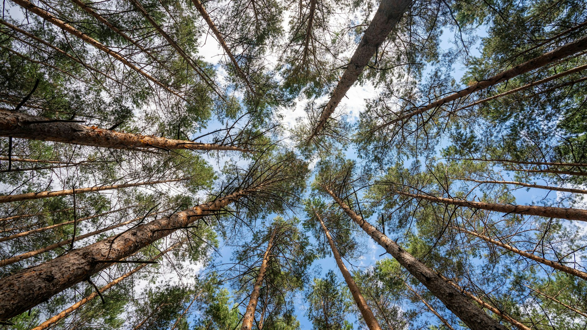 In einem Kiefernwald bildeten die Baumkronen früher ein dichtes, dunkles Dach. Inzwischen ist es in der Höhe meist sehr licht.