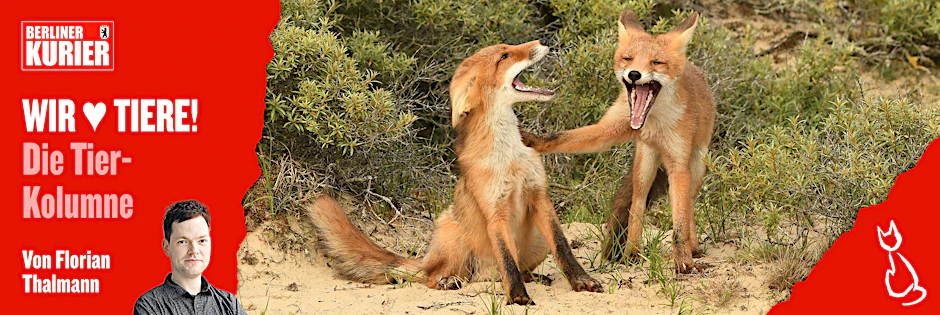 Erzählen sich Tiere gegenseitig Witze? Wer dieses Foto sieht, könnte es fast glauben.