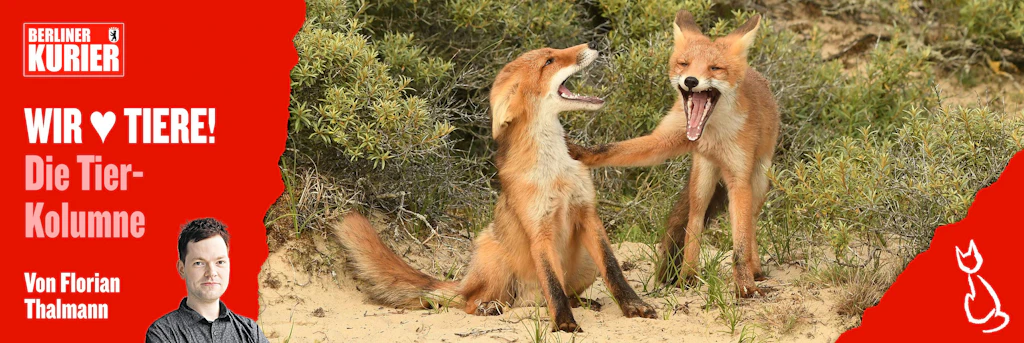 Vorsicht, zum Brüllen! Lachende Füchse, schreiende Affen: Das sind die witzigsten Tierbilder der Welt