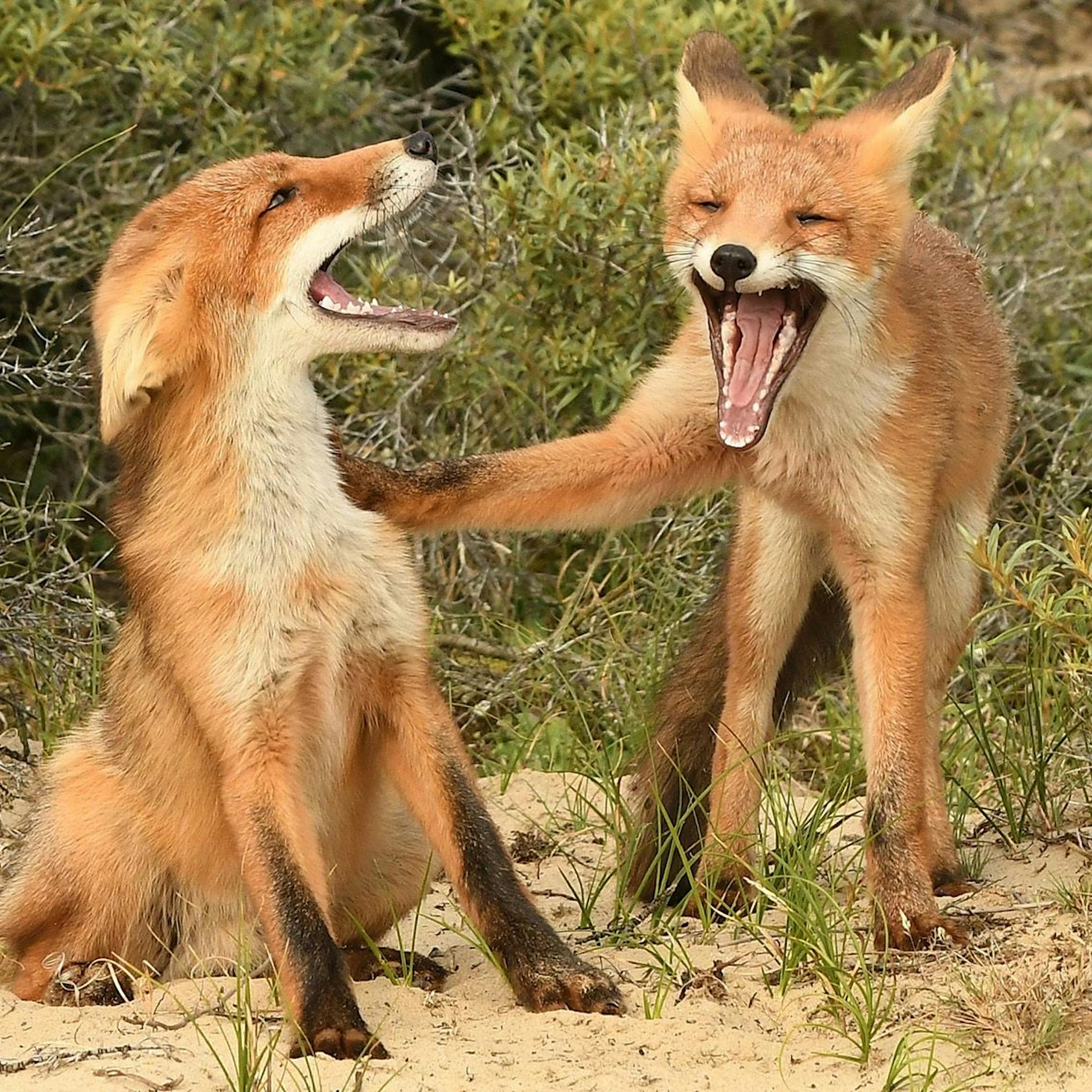 Vorsicht, zum Brüllen! Lachende Füchse, schreiende Affen: Das sind die witzigsten Tierbilder der Welt