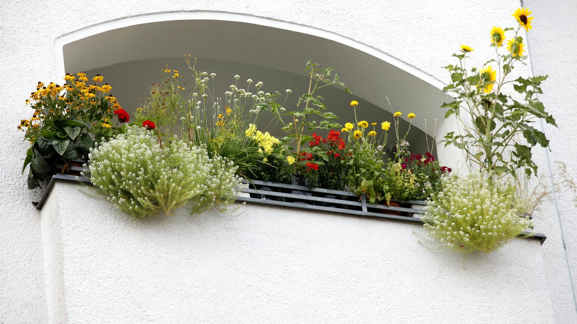 Berlin: In Kreuzberg hat ein Mieter ein kleines Naturparadies aus auf dem Balkon geschaffen.
