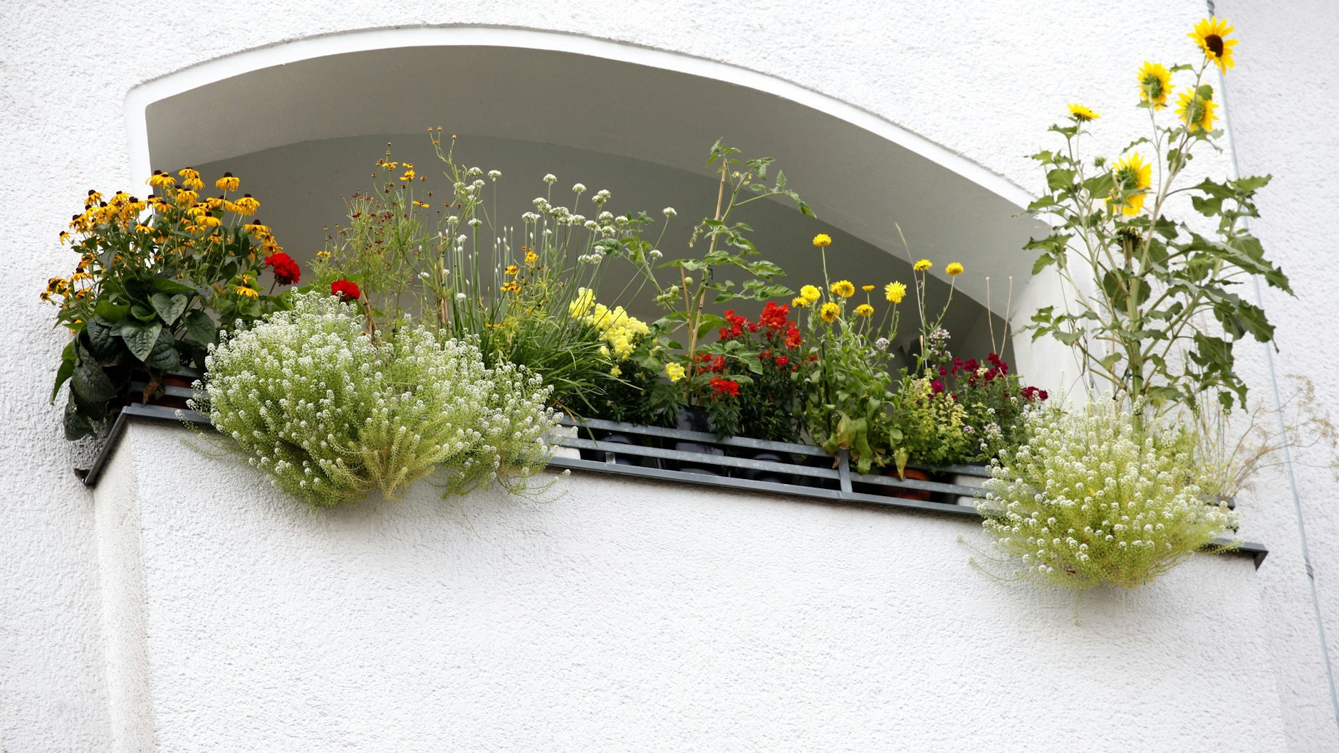 Berlin: In Kreuzberg&nbsp; hat ein Mieter ein kleines Naturparadies aus auf dem Balkon geschaffen.
