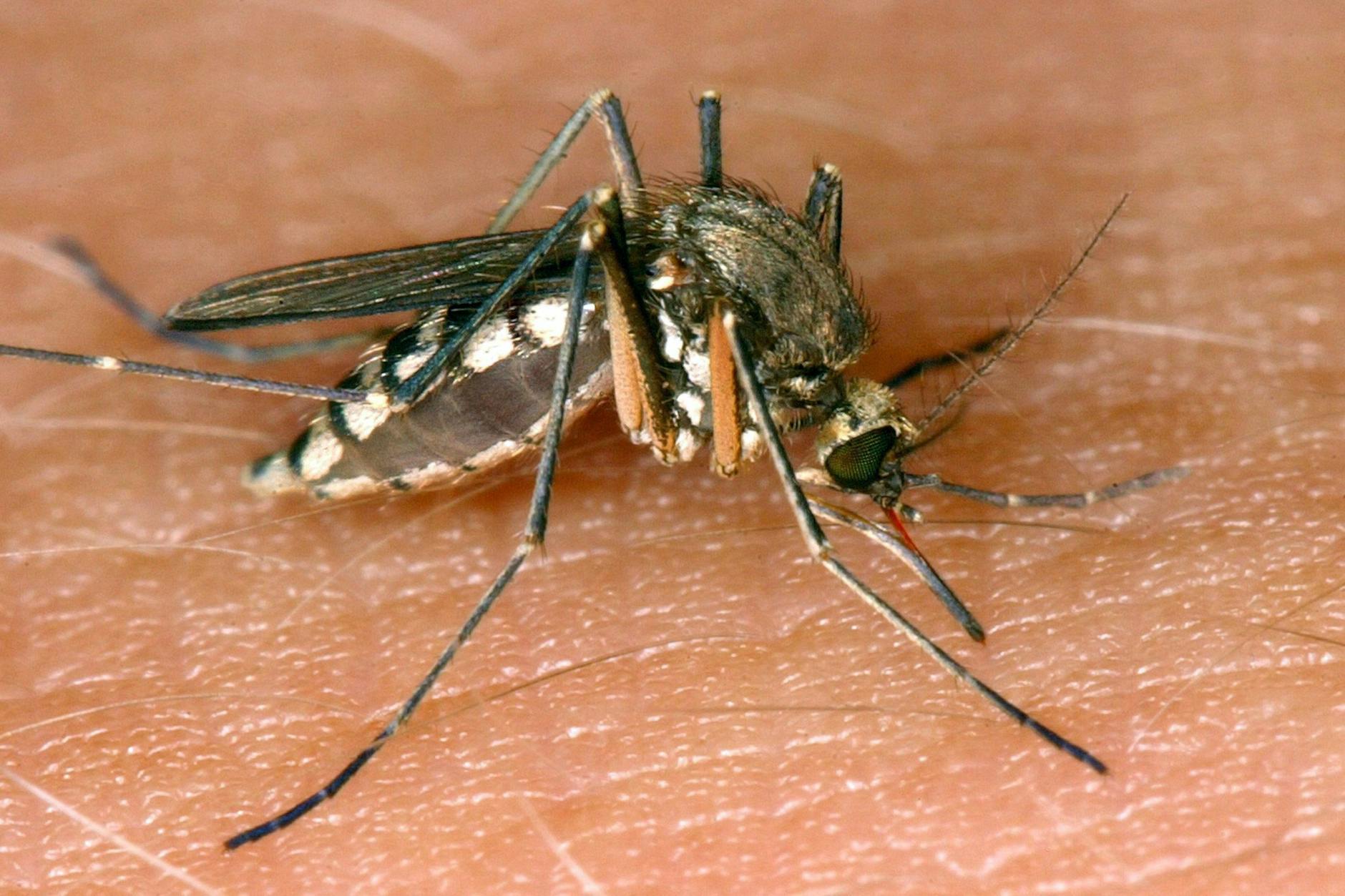 Das West-Nil-Virus wird durch Stechmücken übertragen.